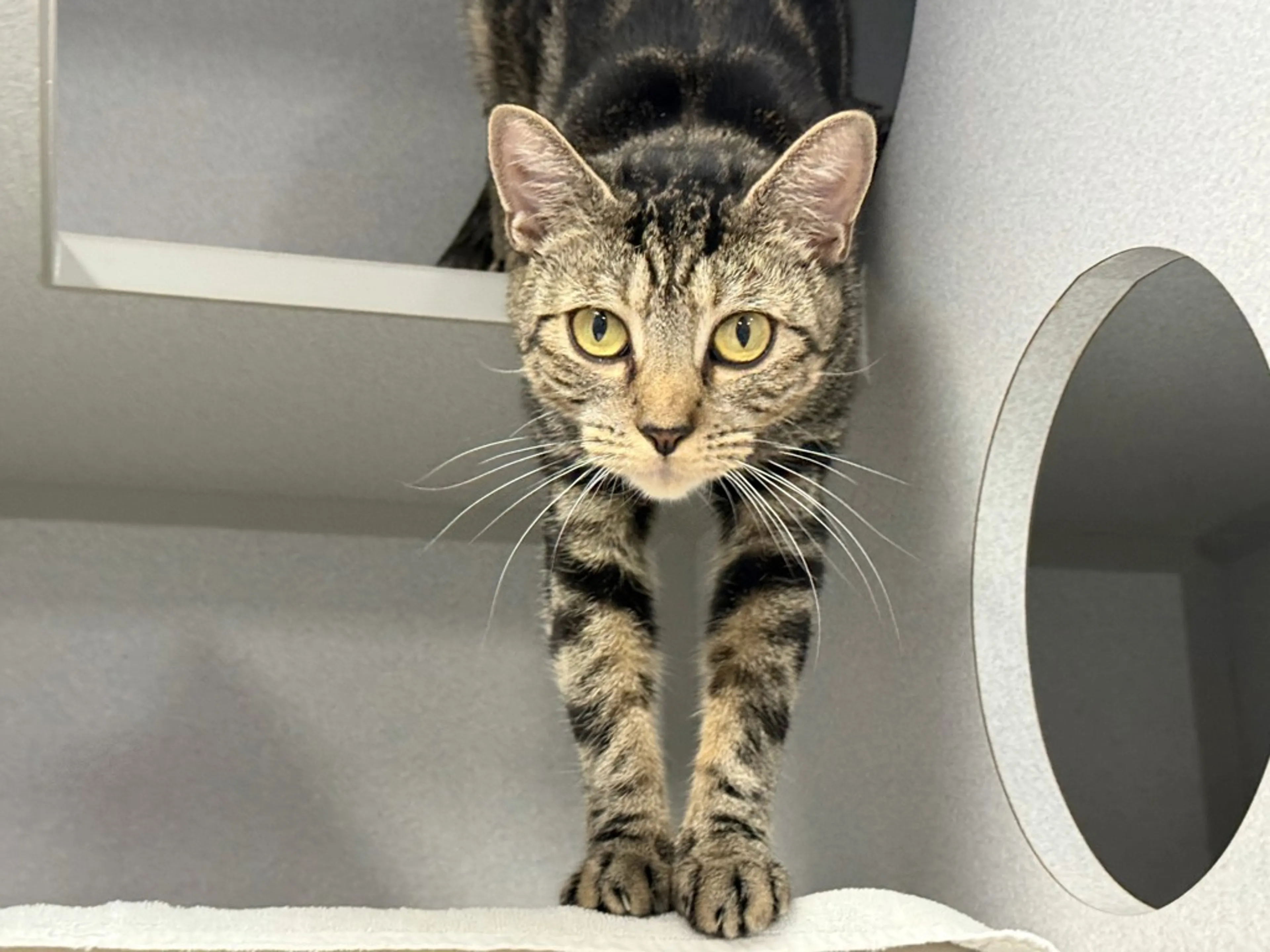 cdn image