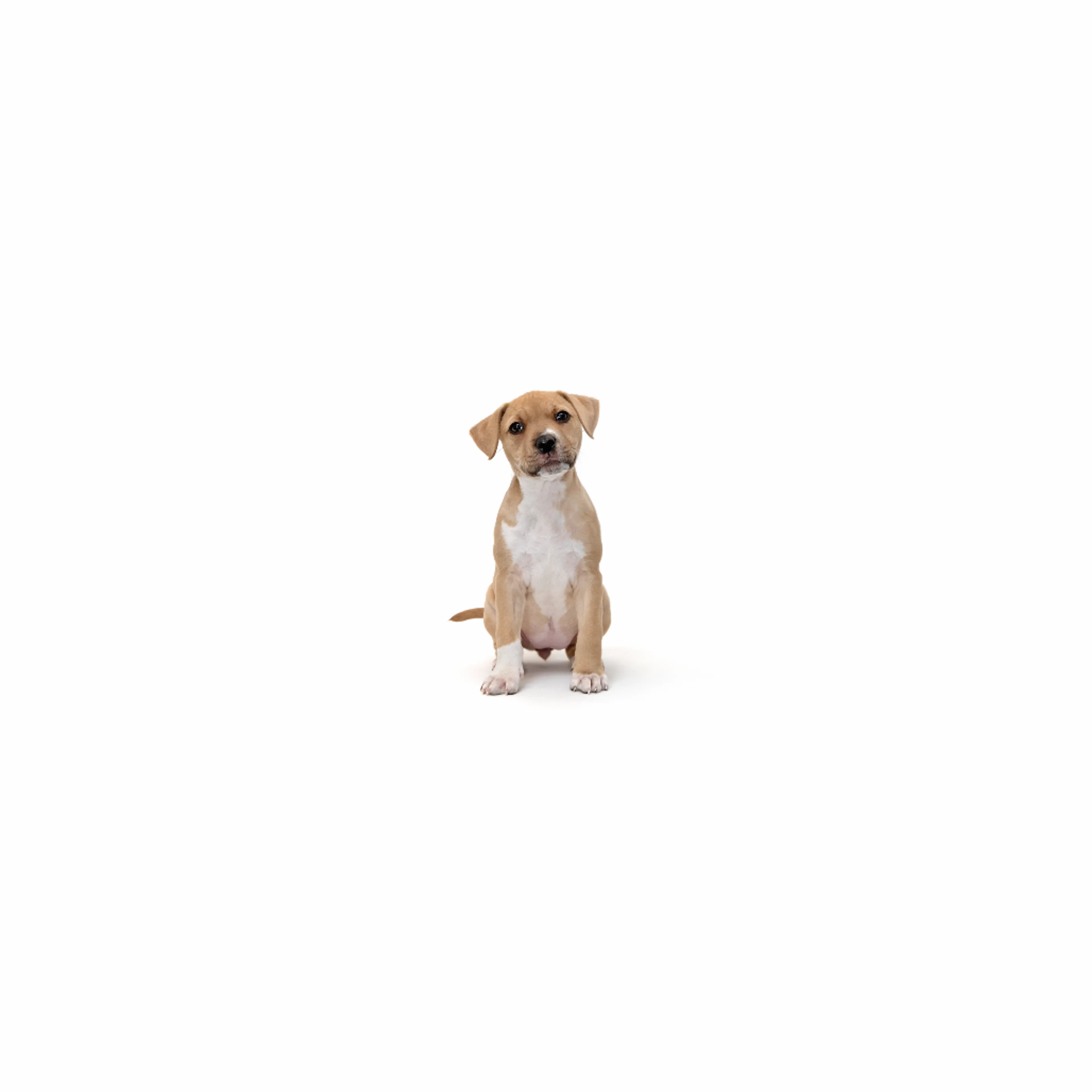 cdn image