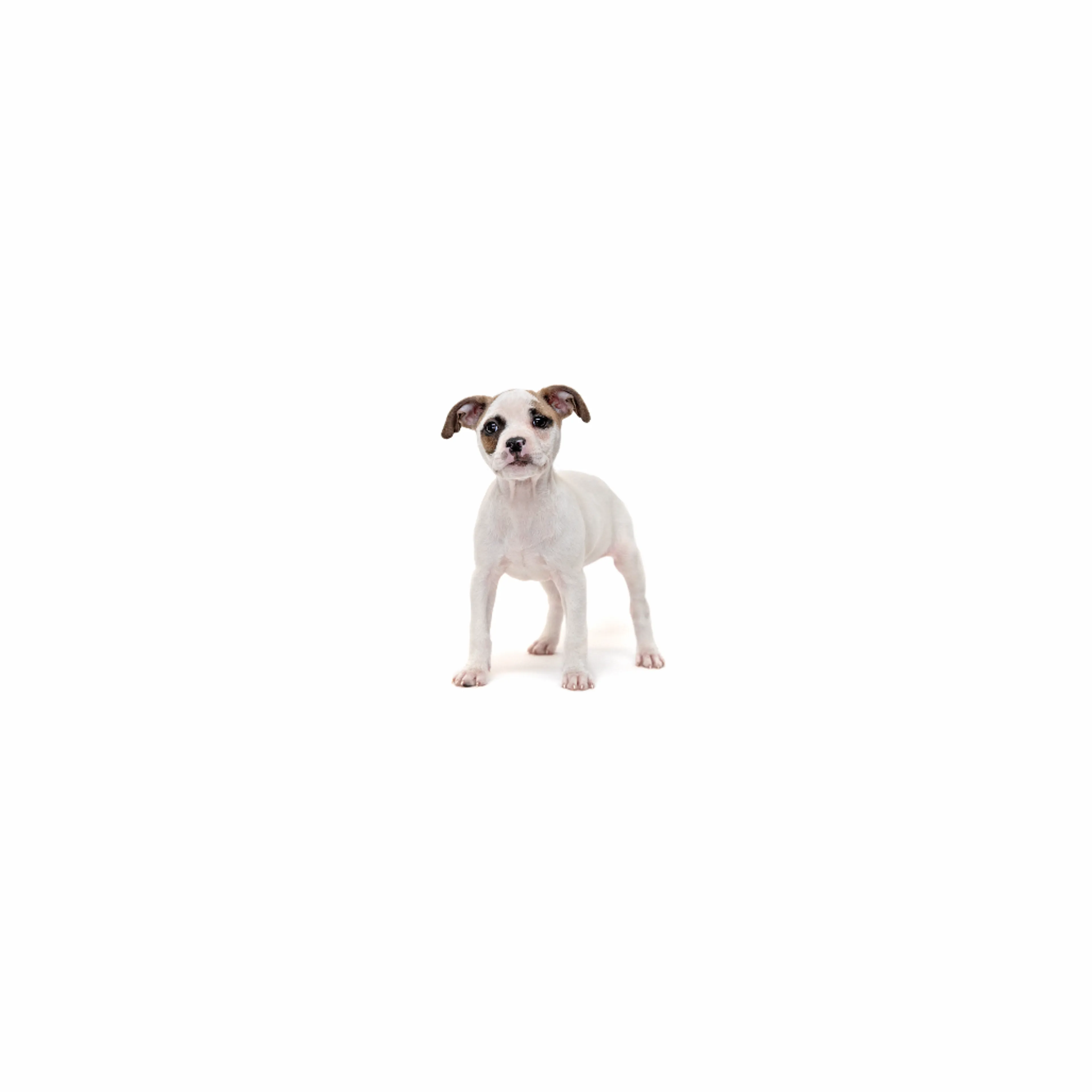 cdn image