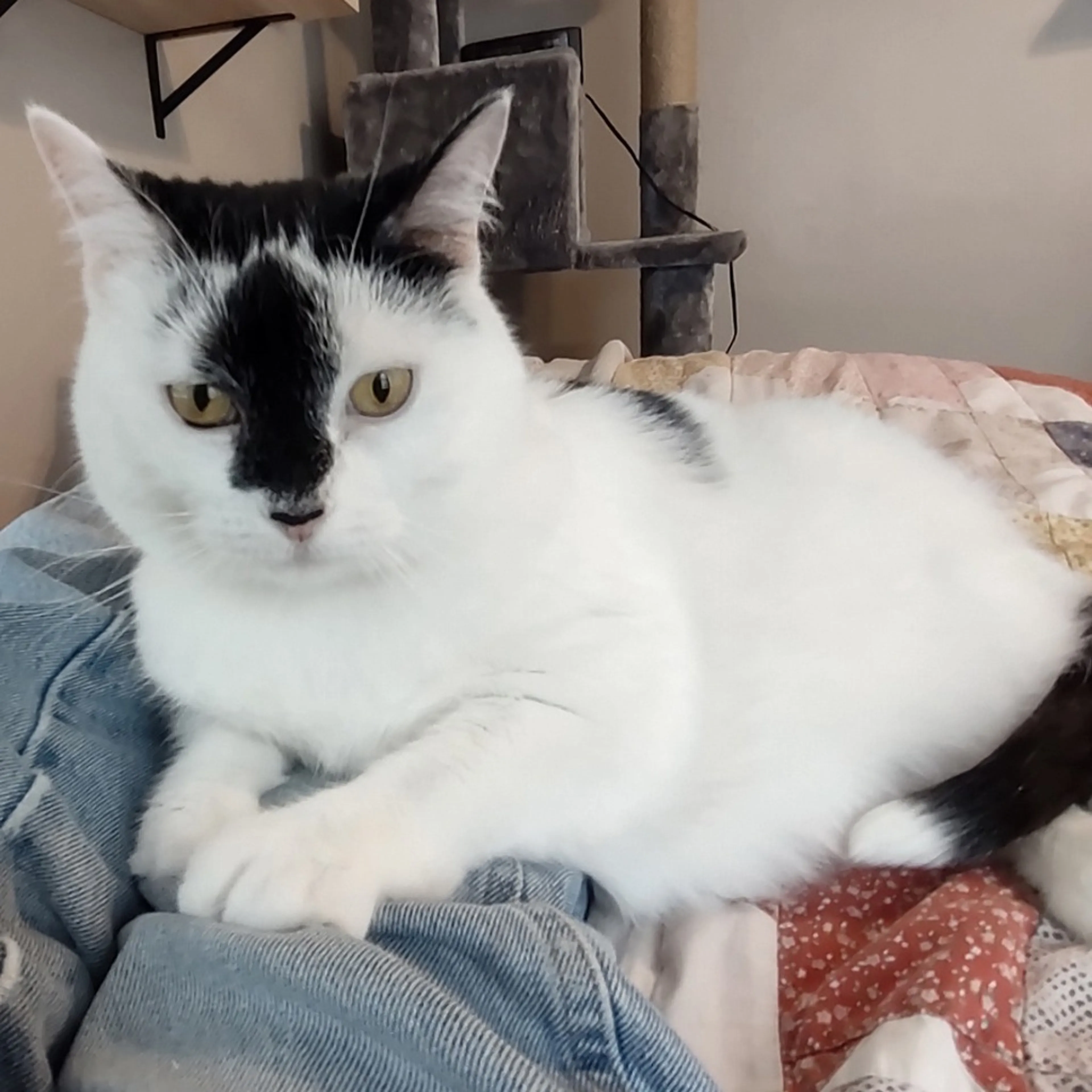 cdn image