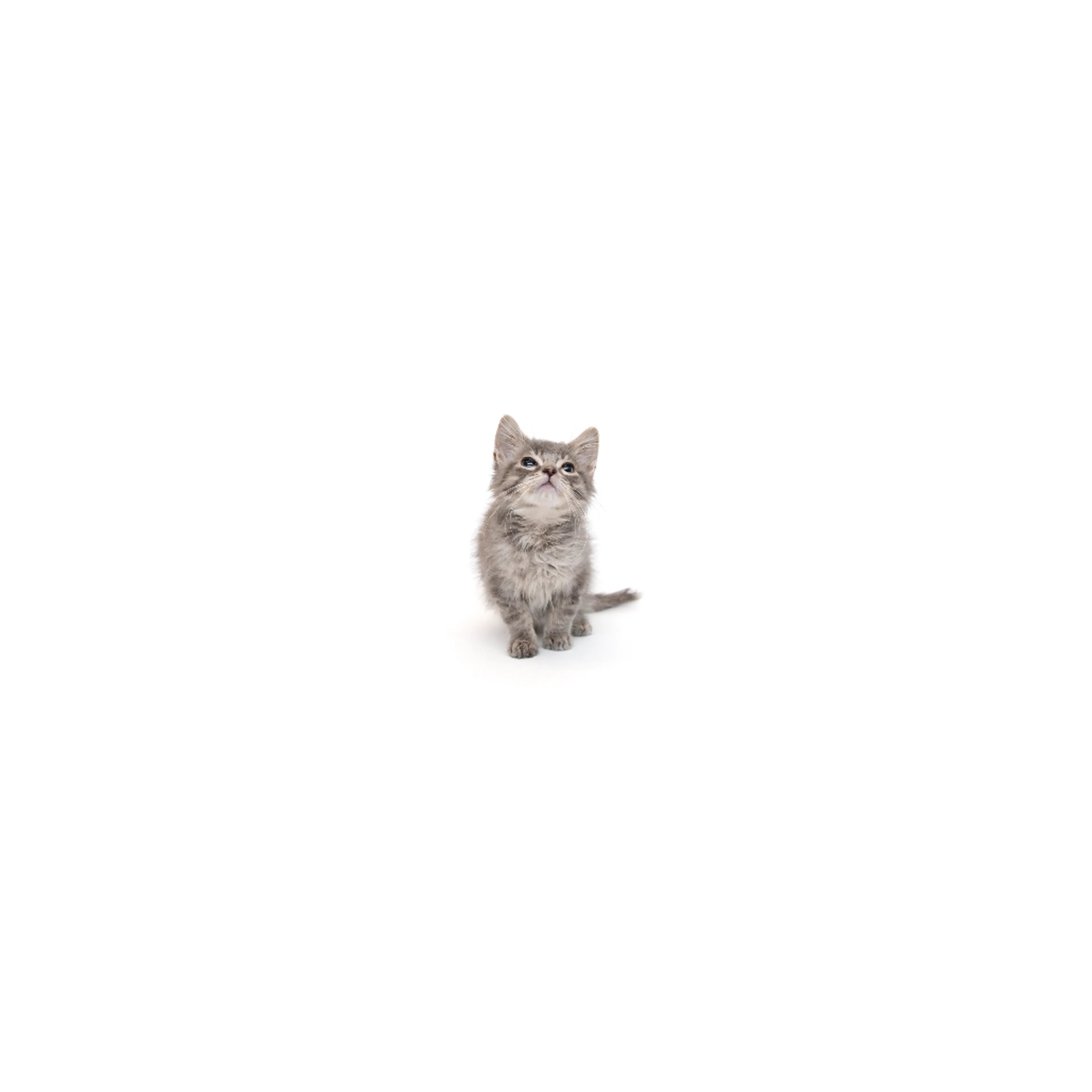 cdn image