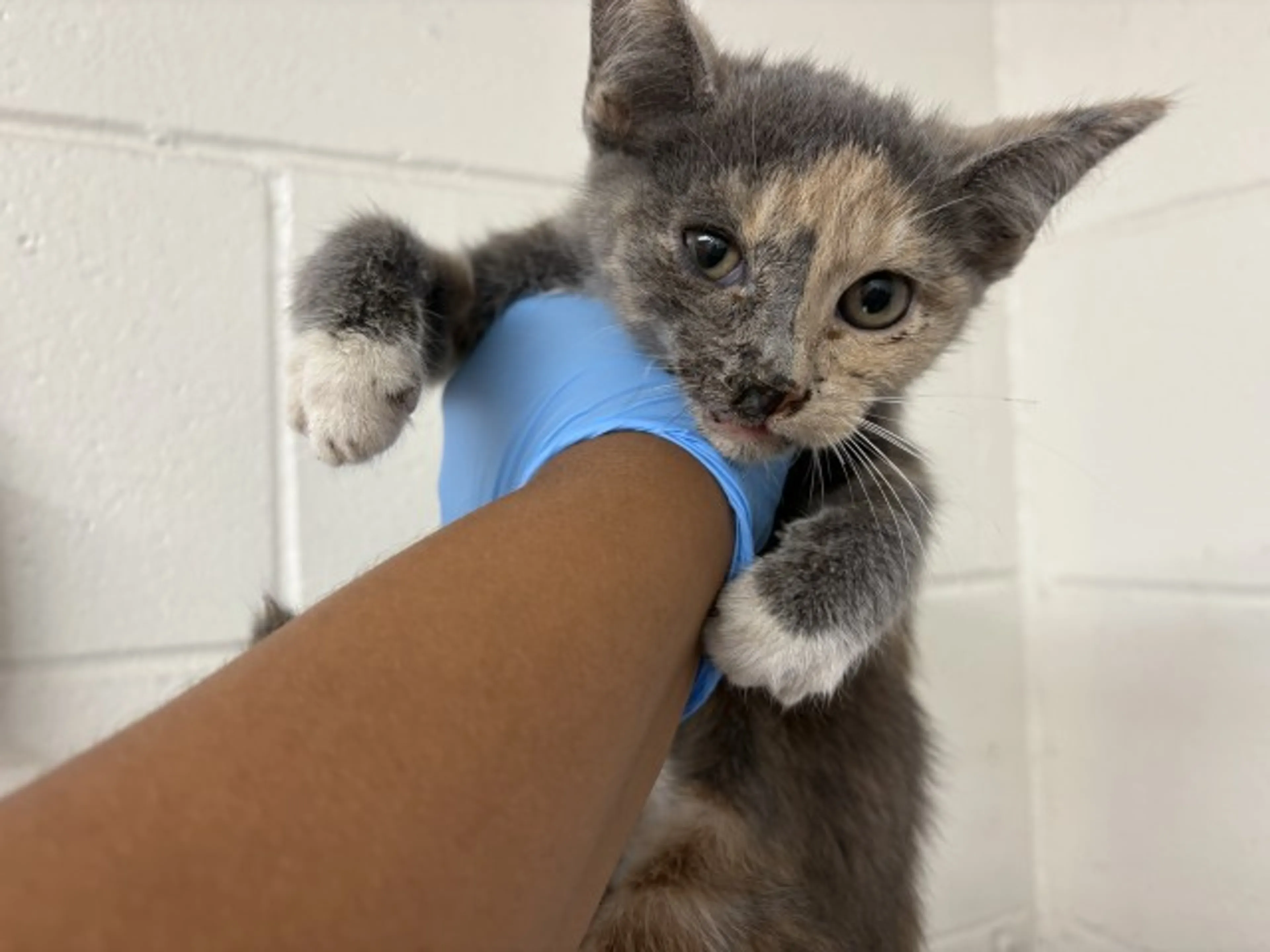 cdn image