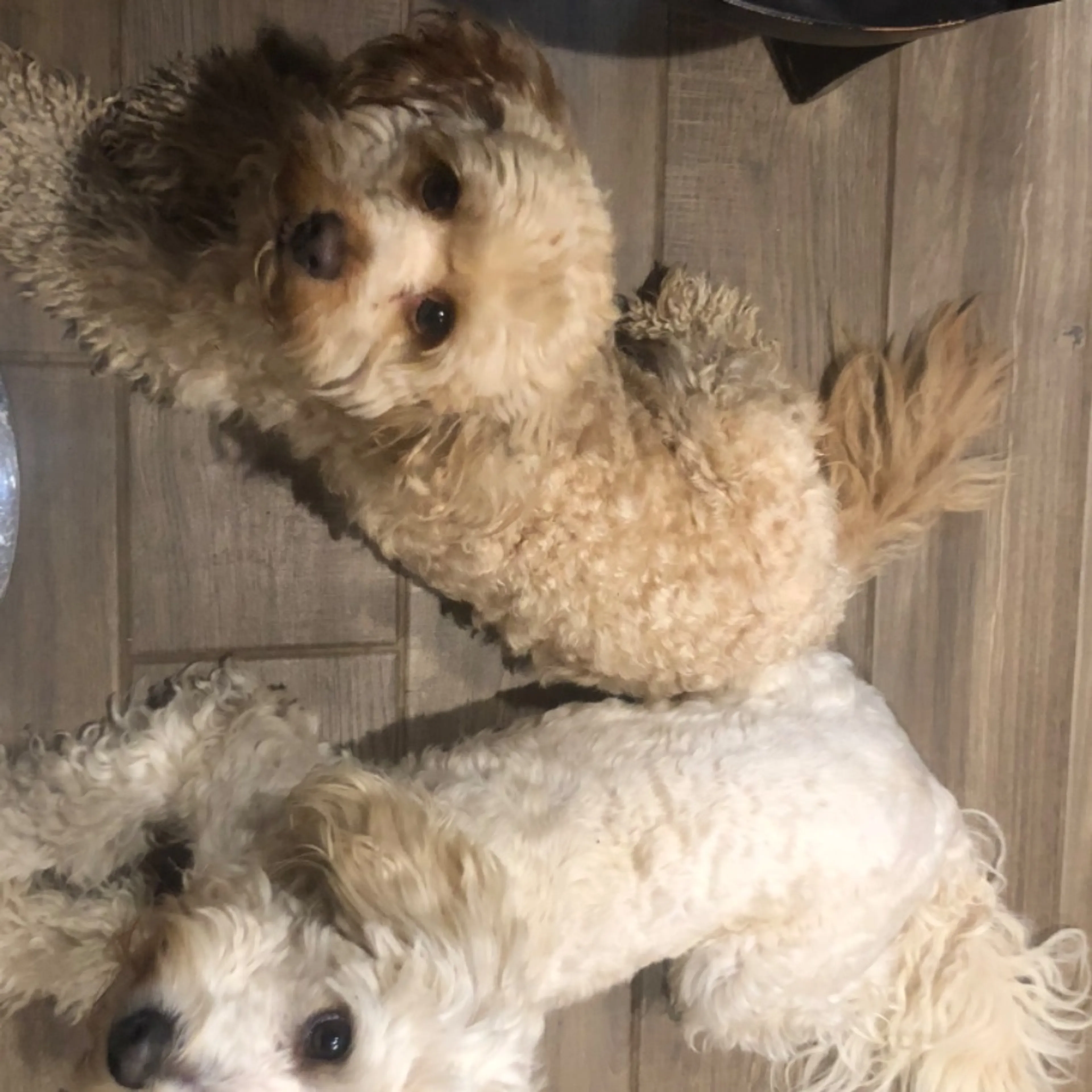 cdn image
