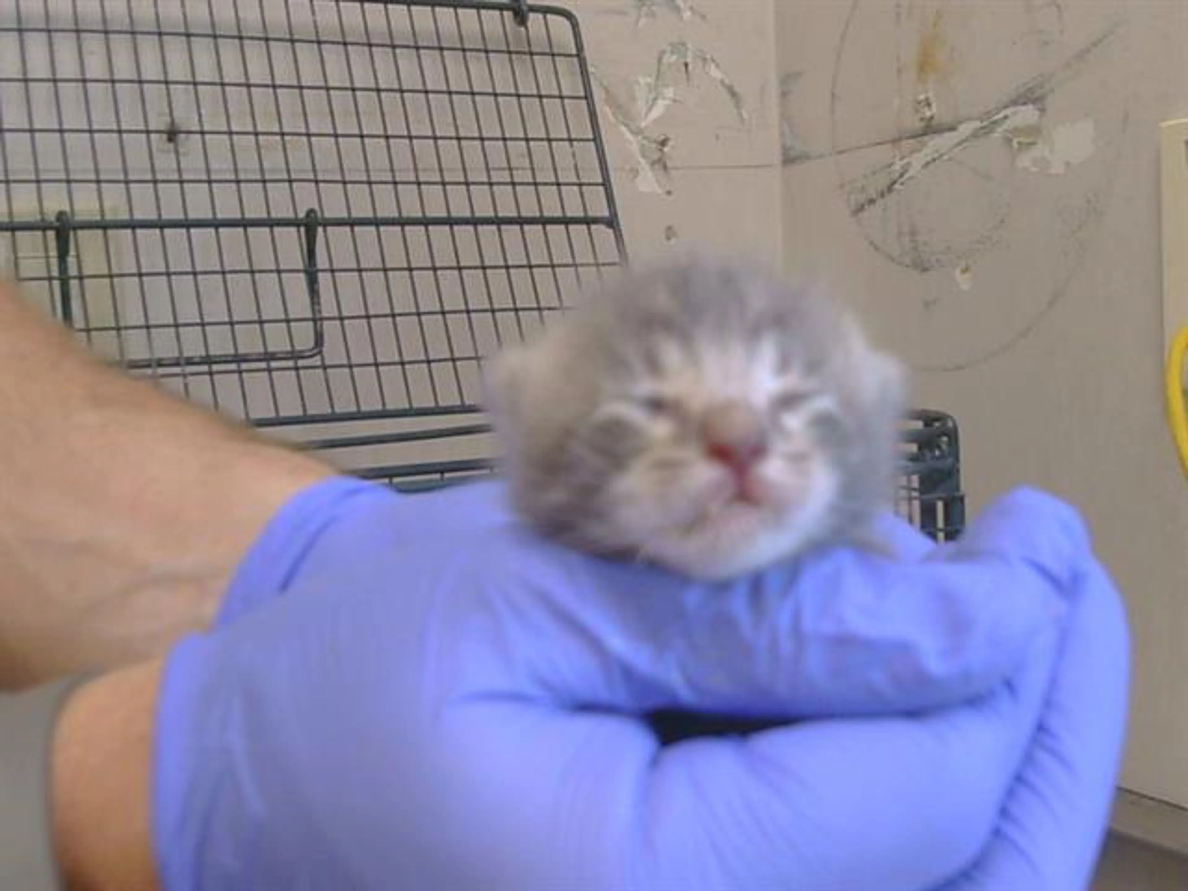 cdn image
