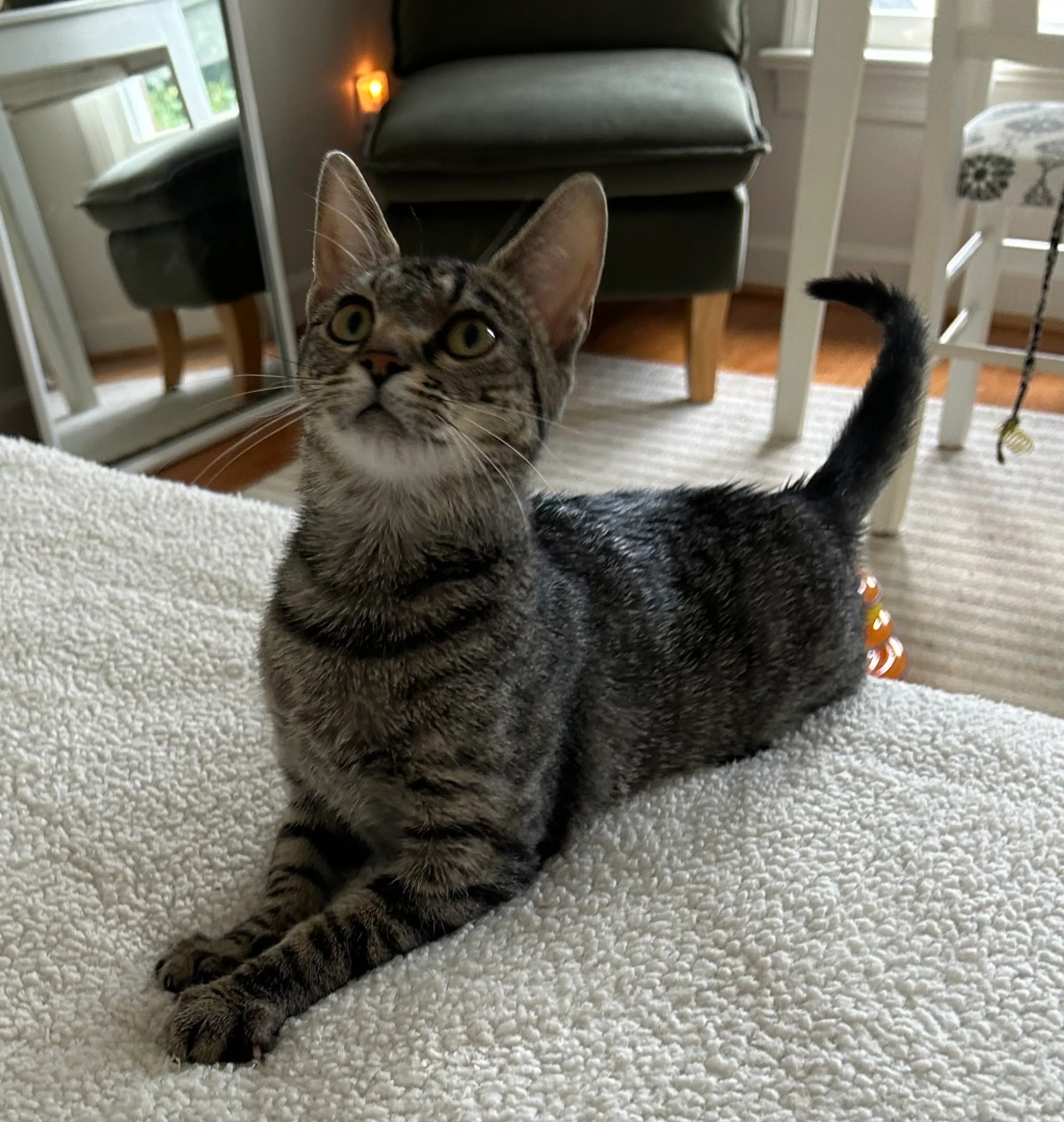 cdn image