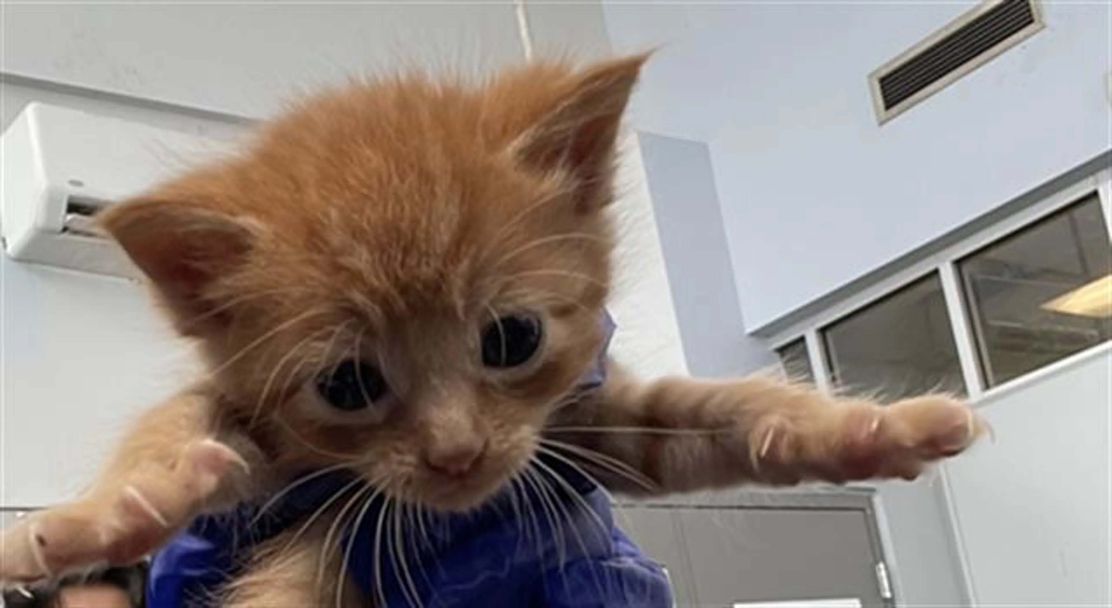 cdn image