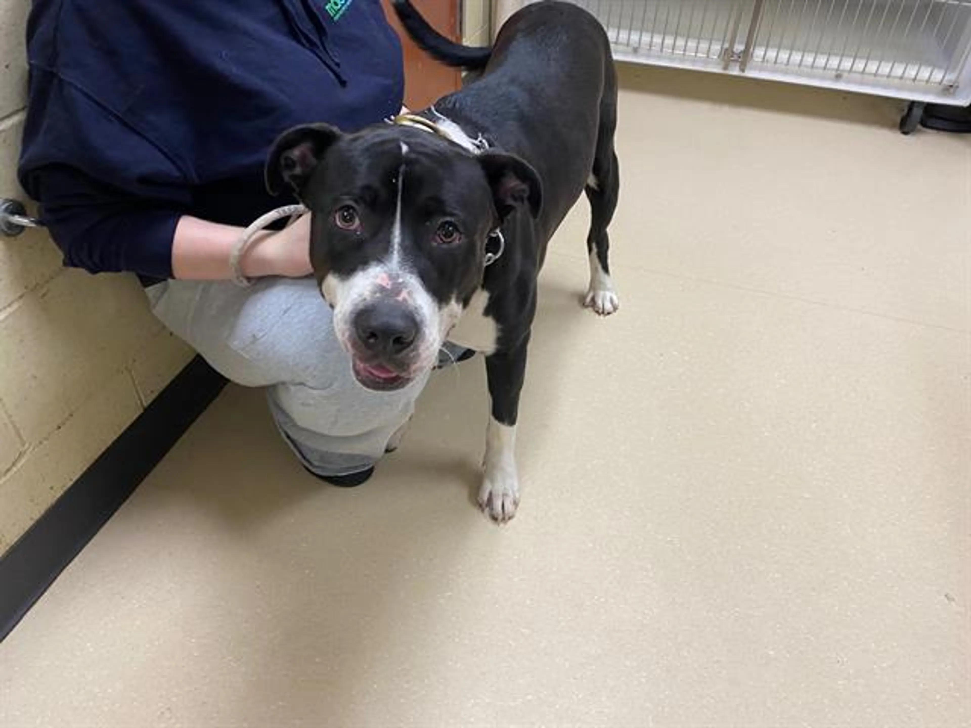 cdn image