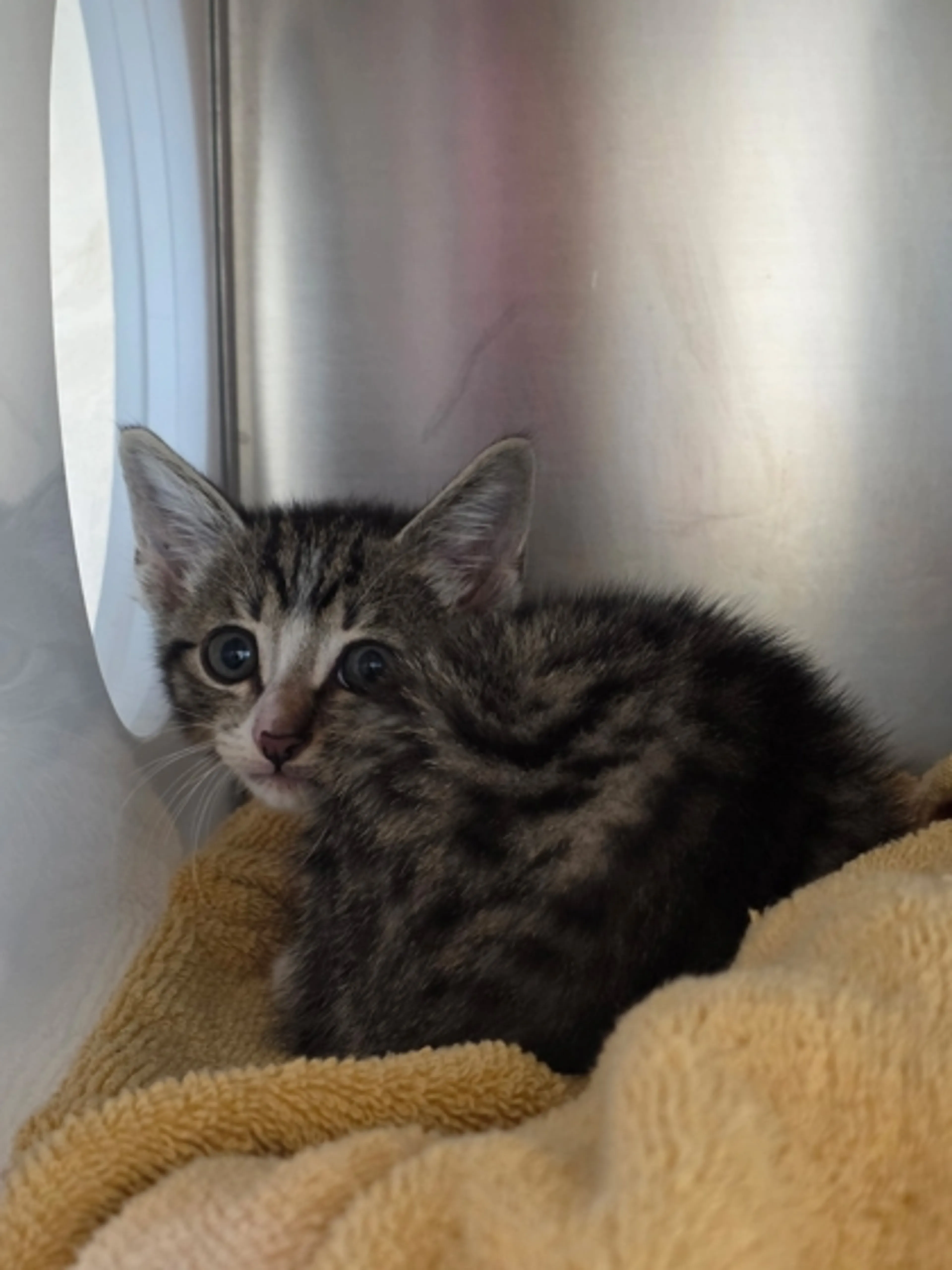 cdn image
