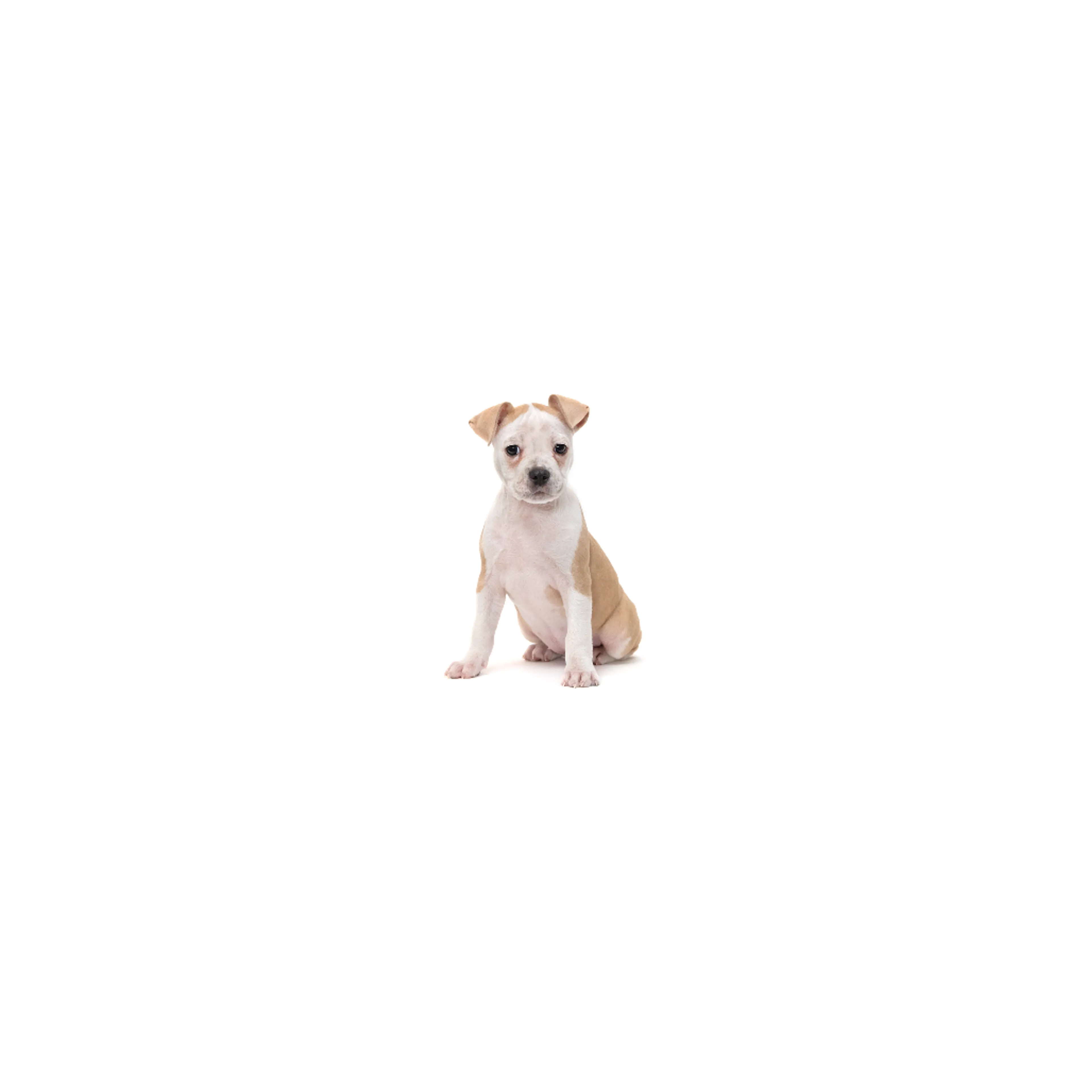 cdn image