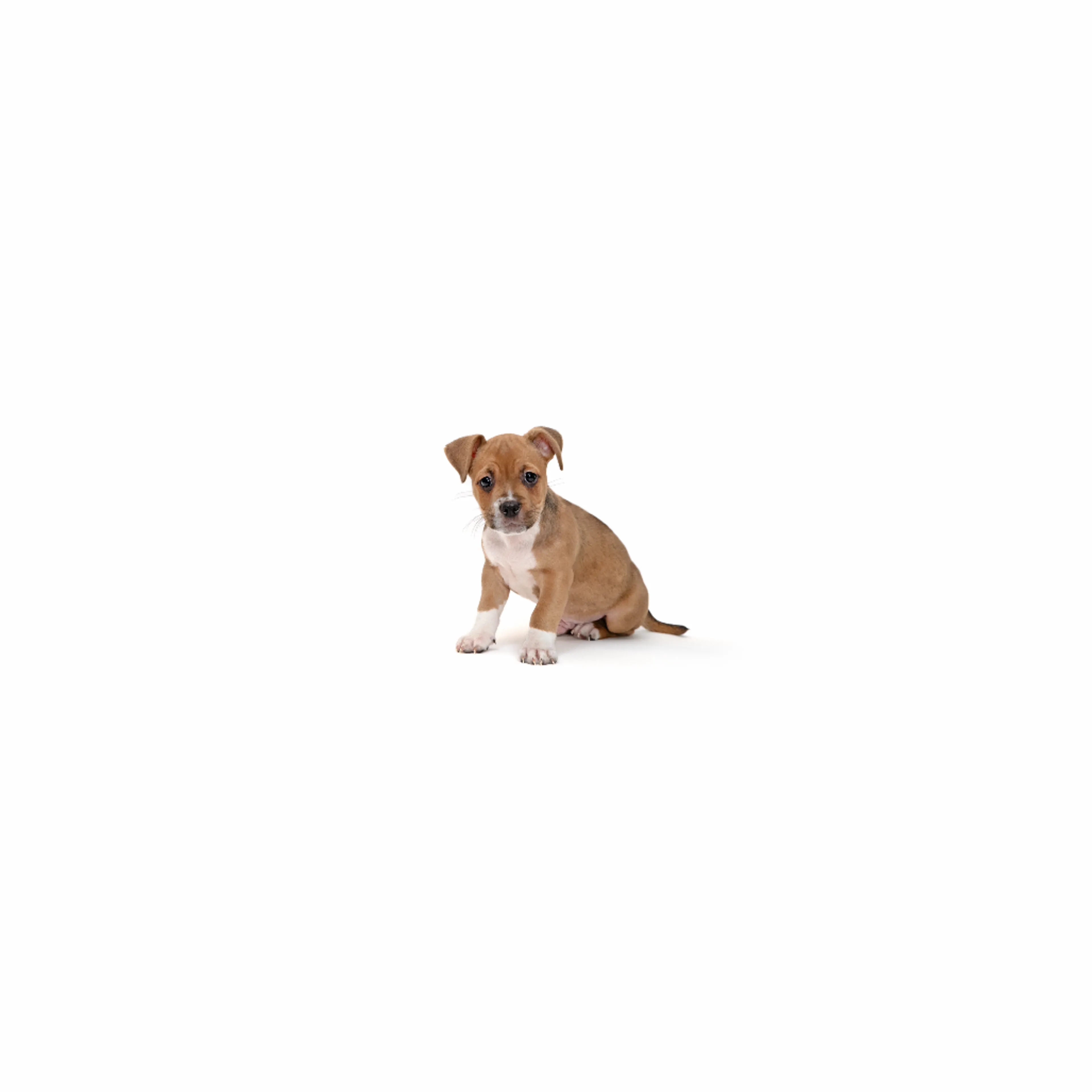 cdn image