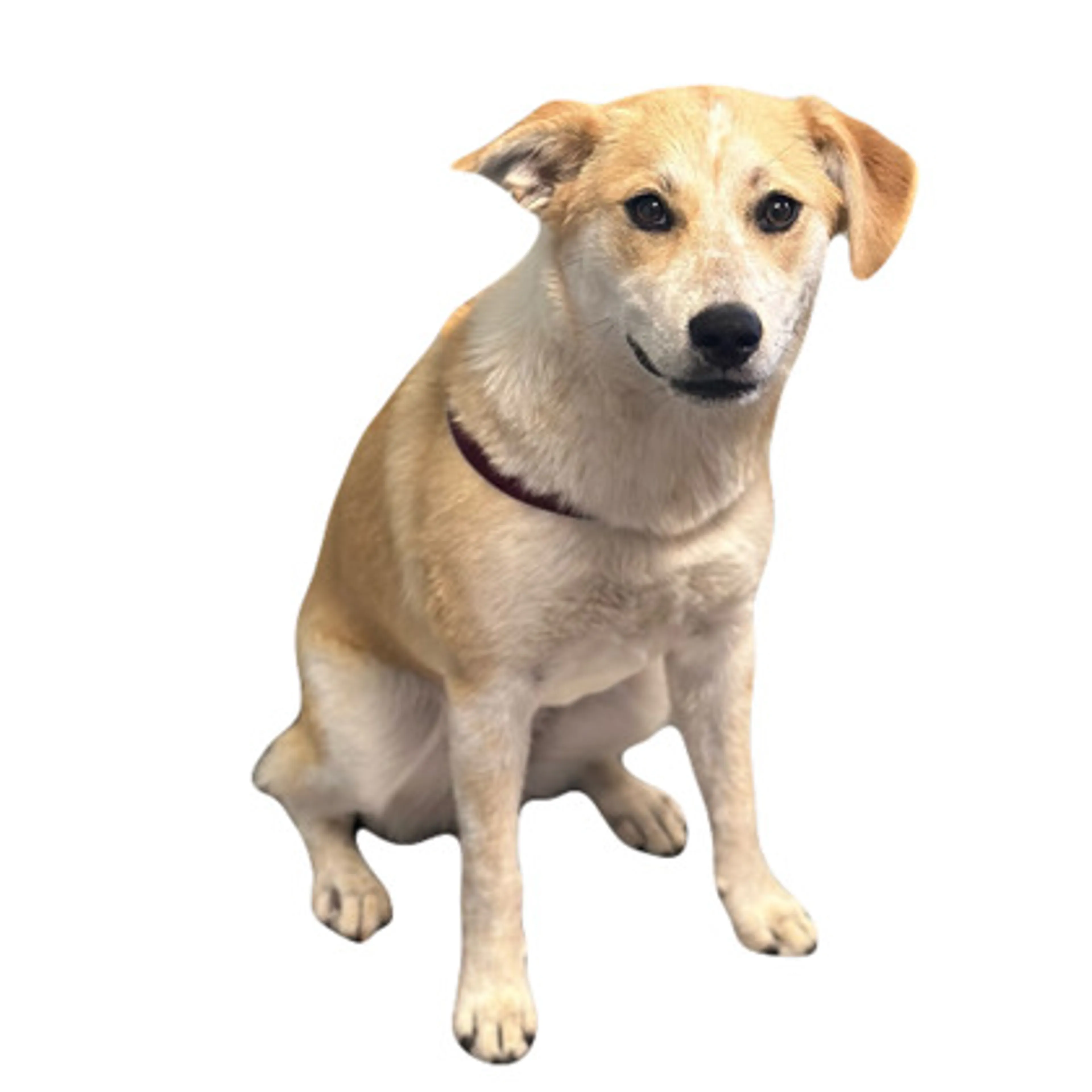 cdn image