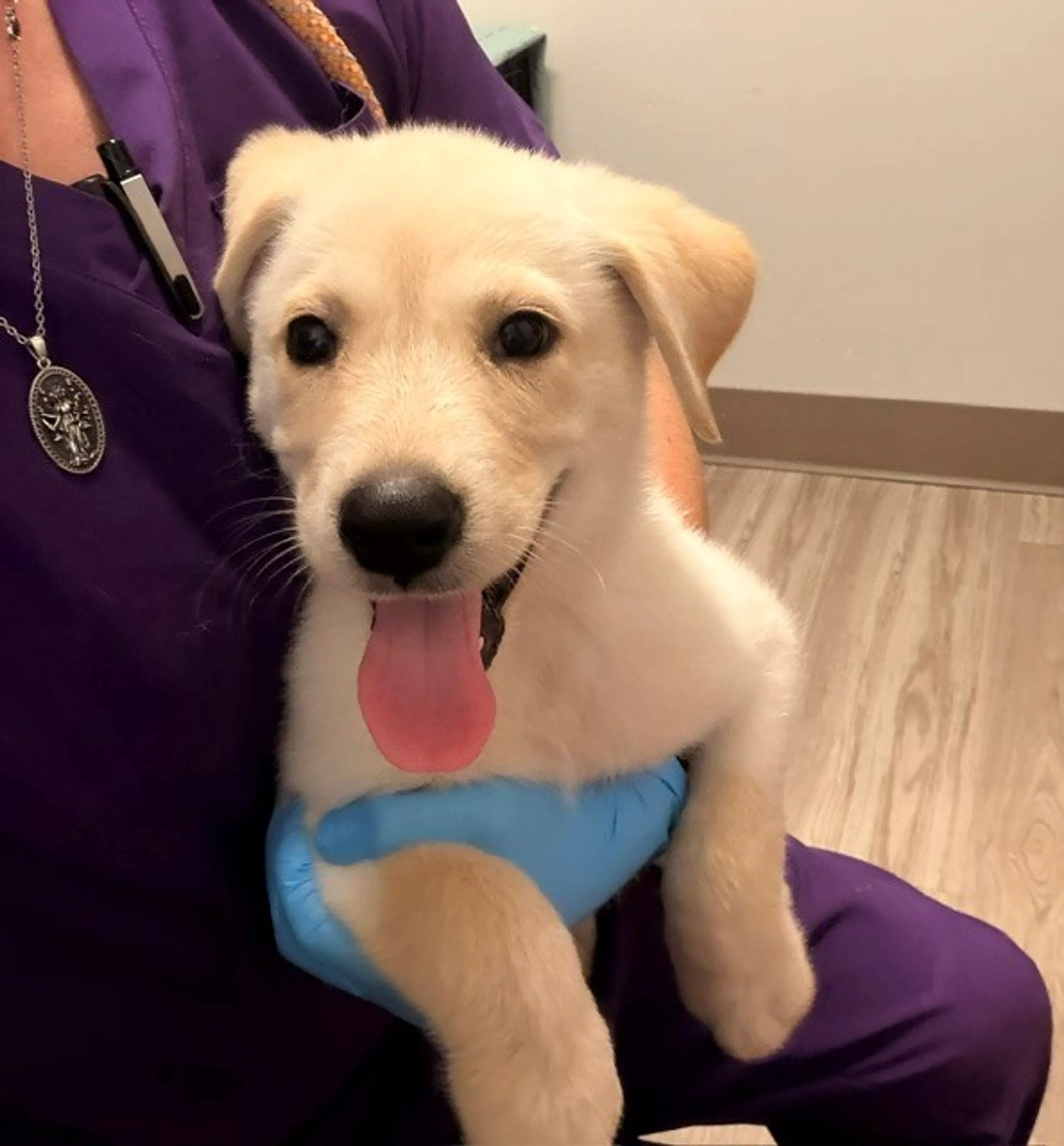 cdn image