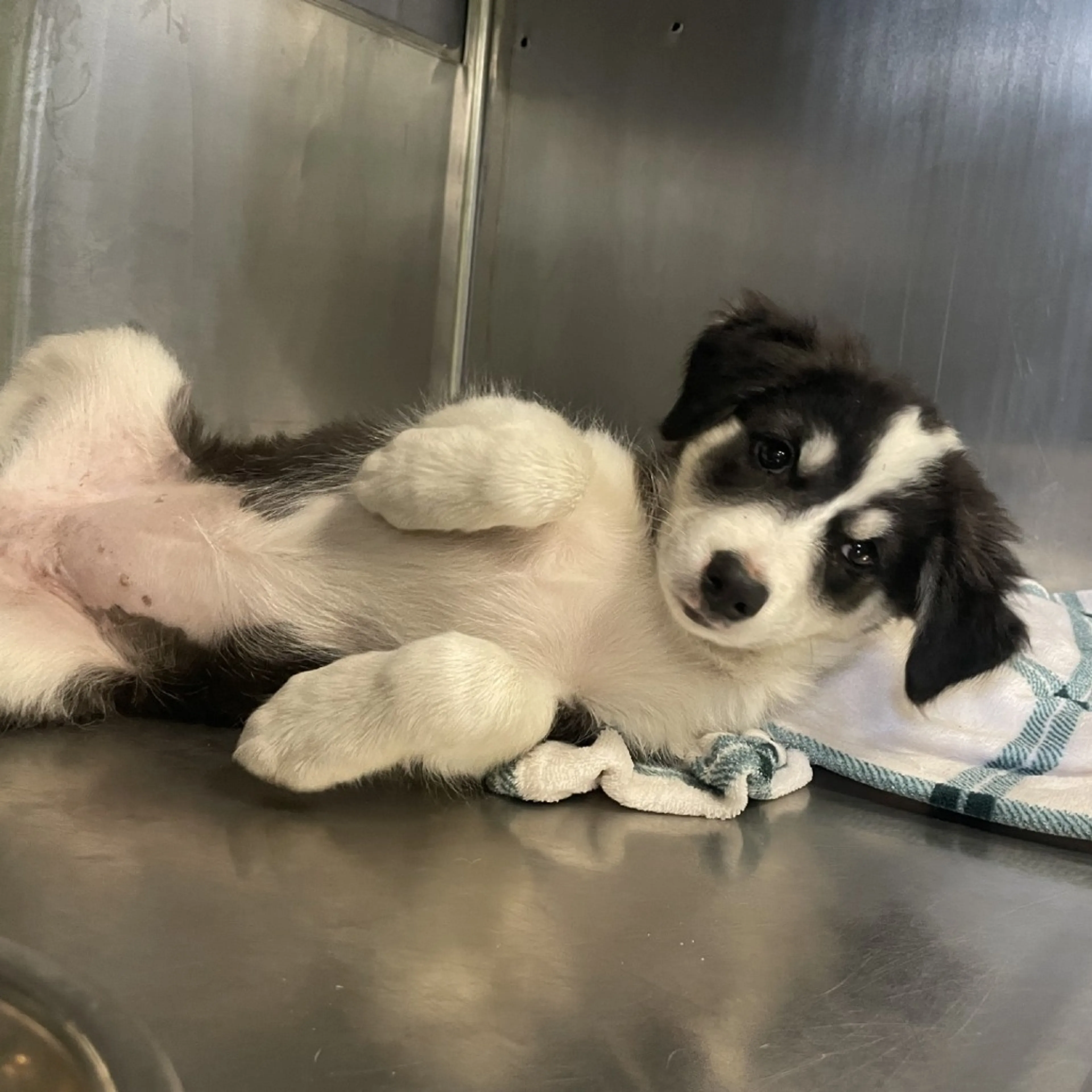 cdn image