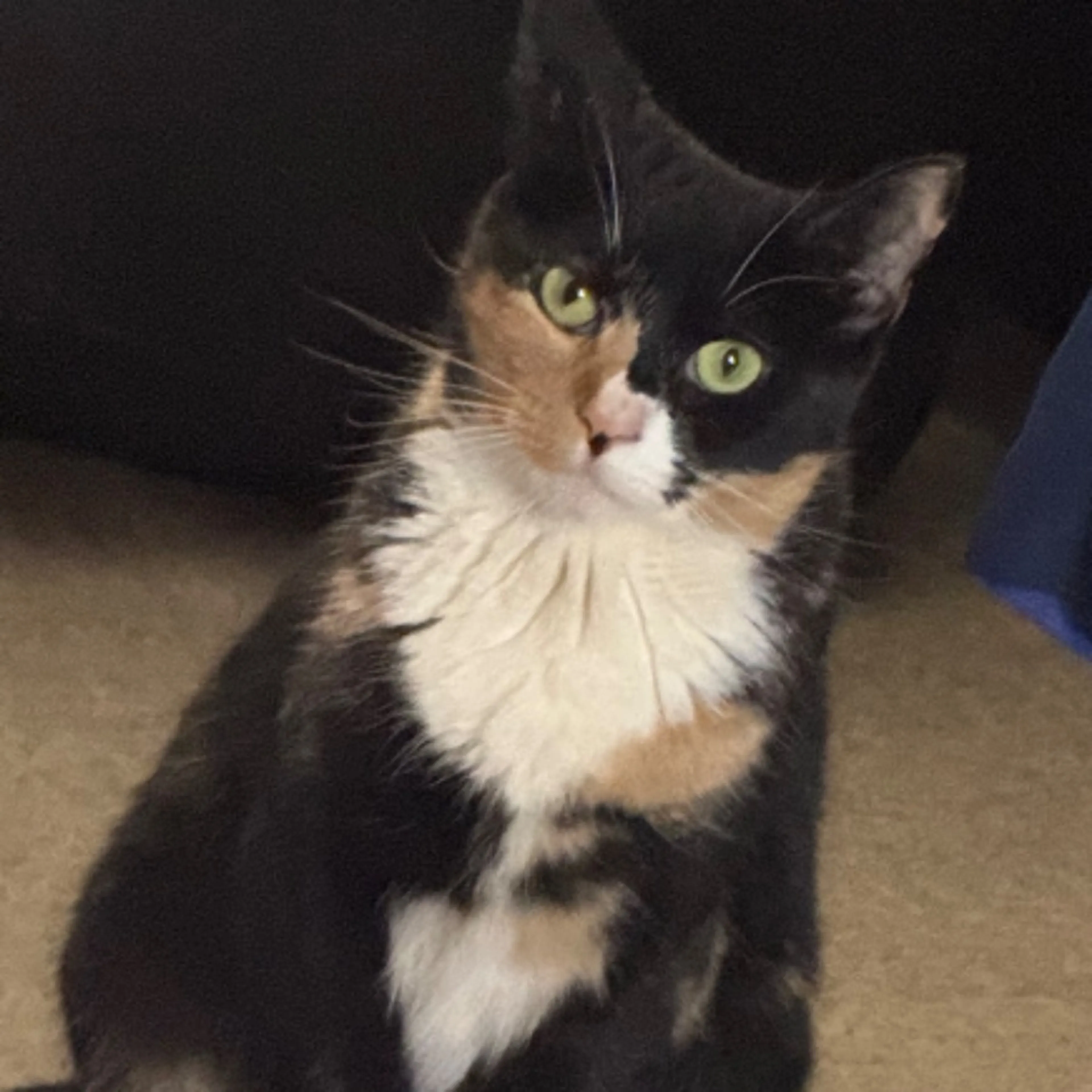 cdn image