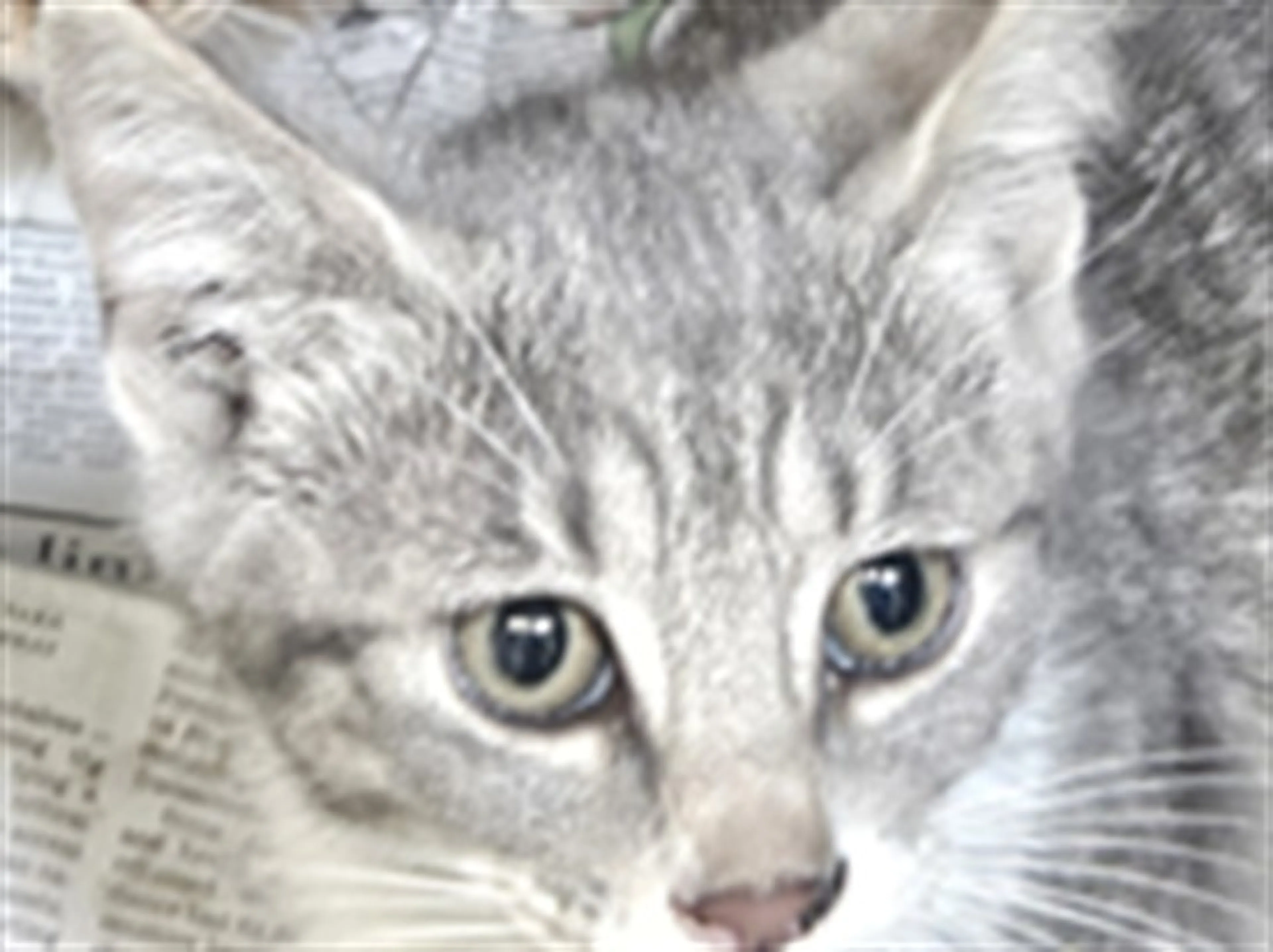 cdn image