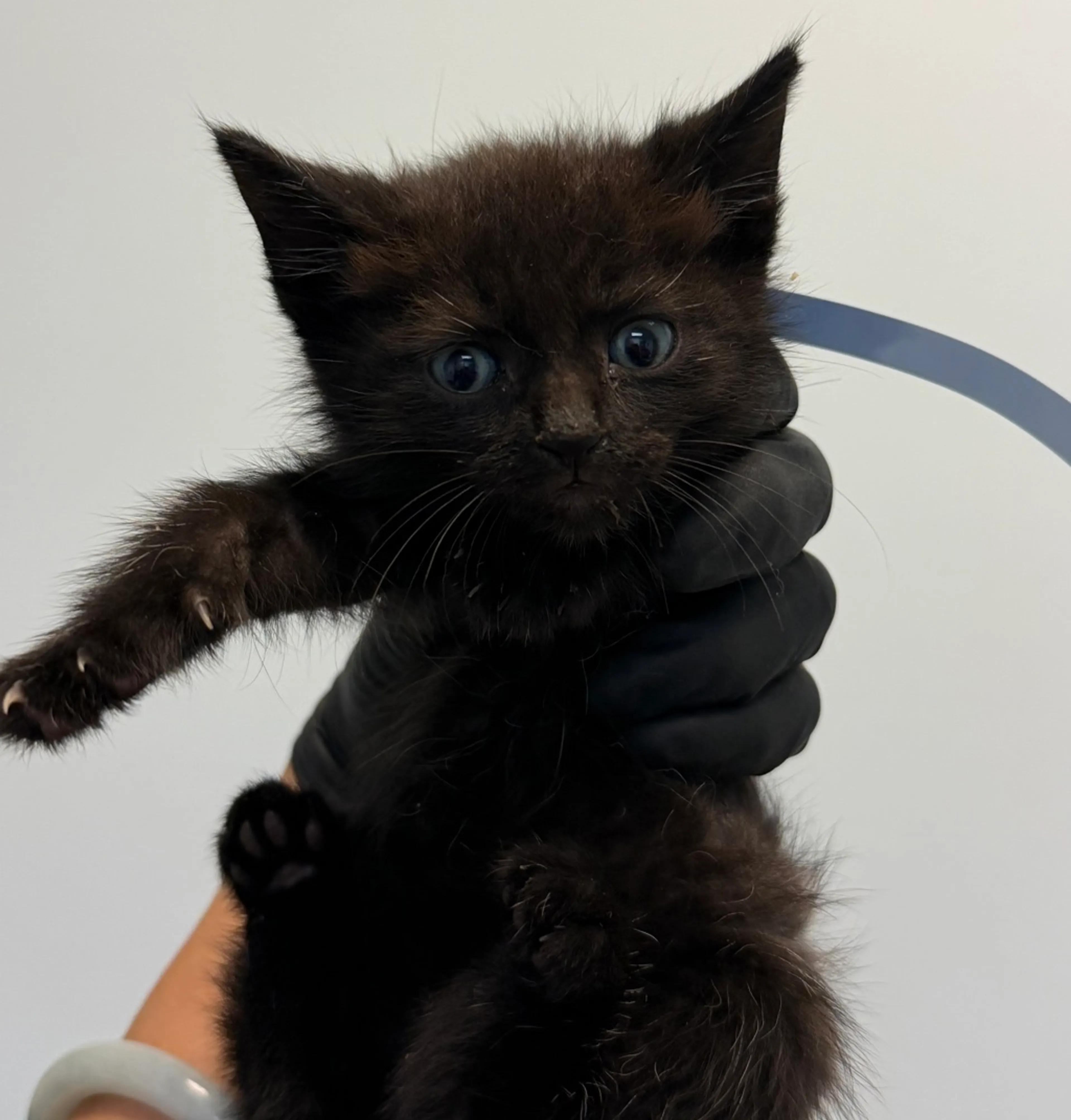 cdn image
