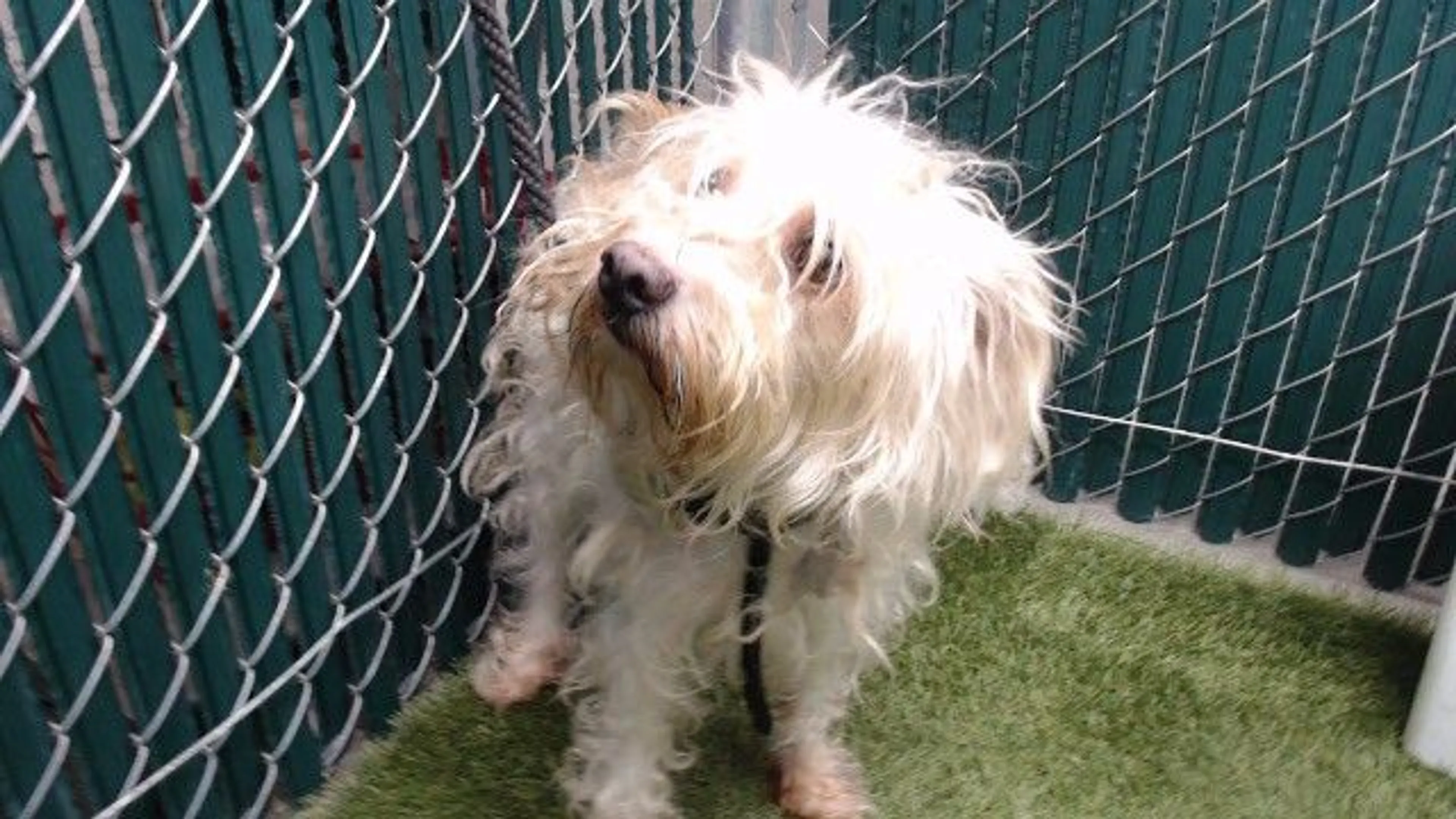 cdn image