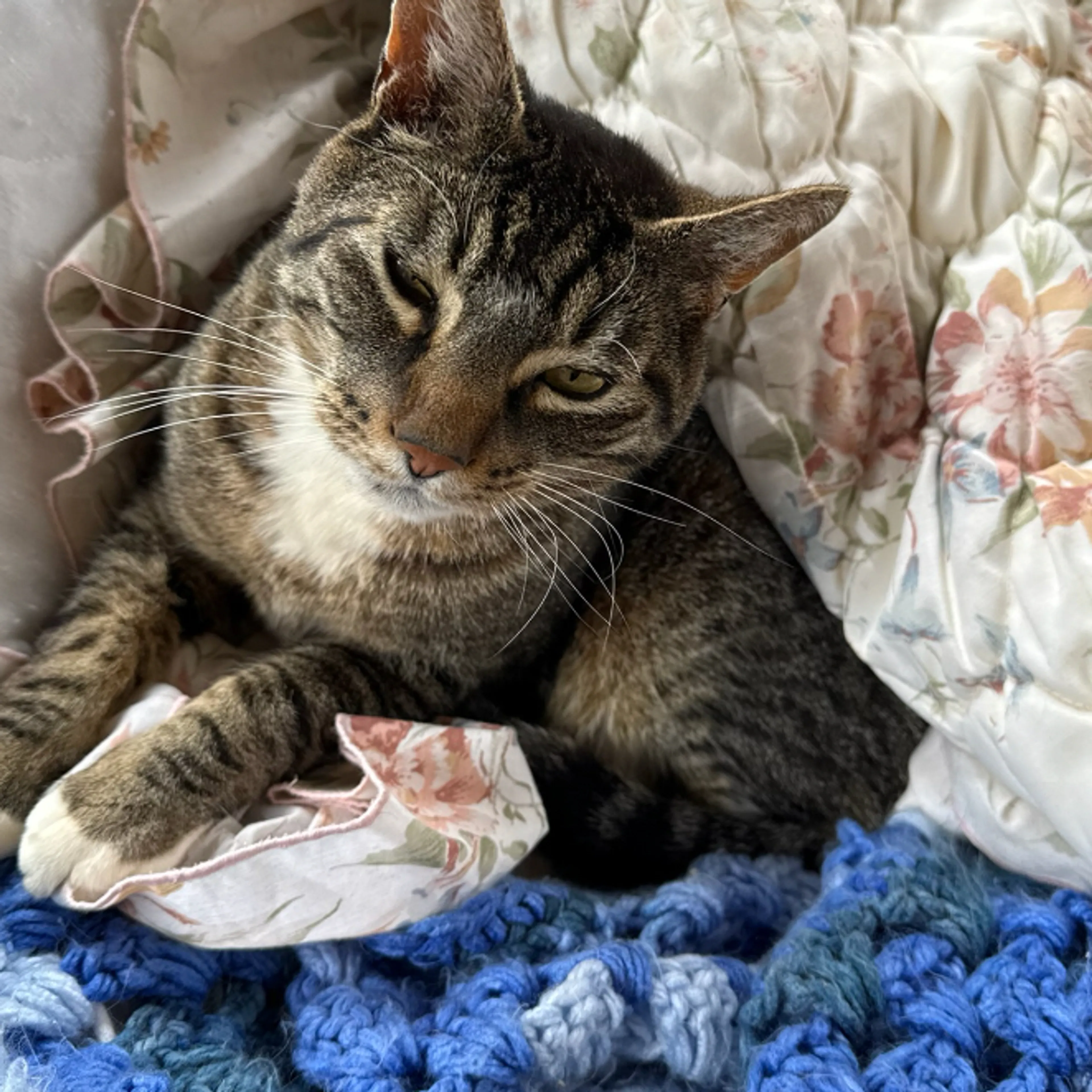 cdn image
