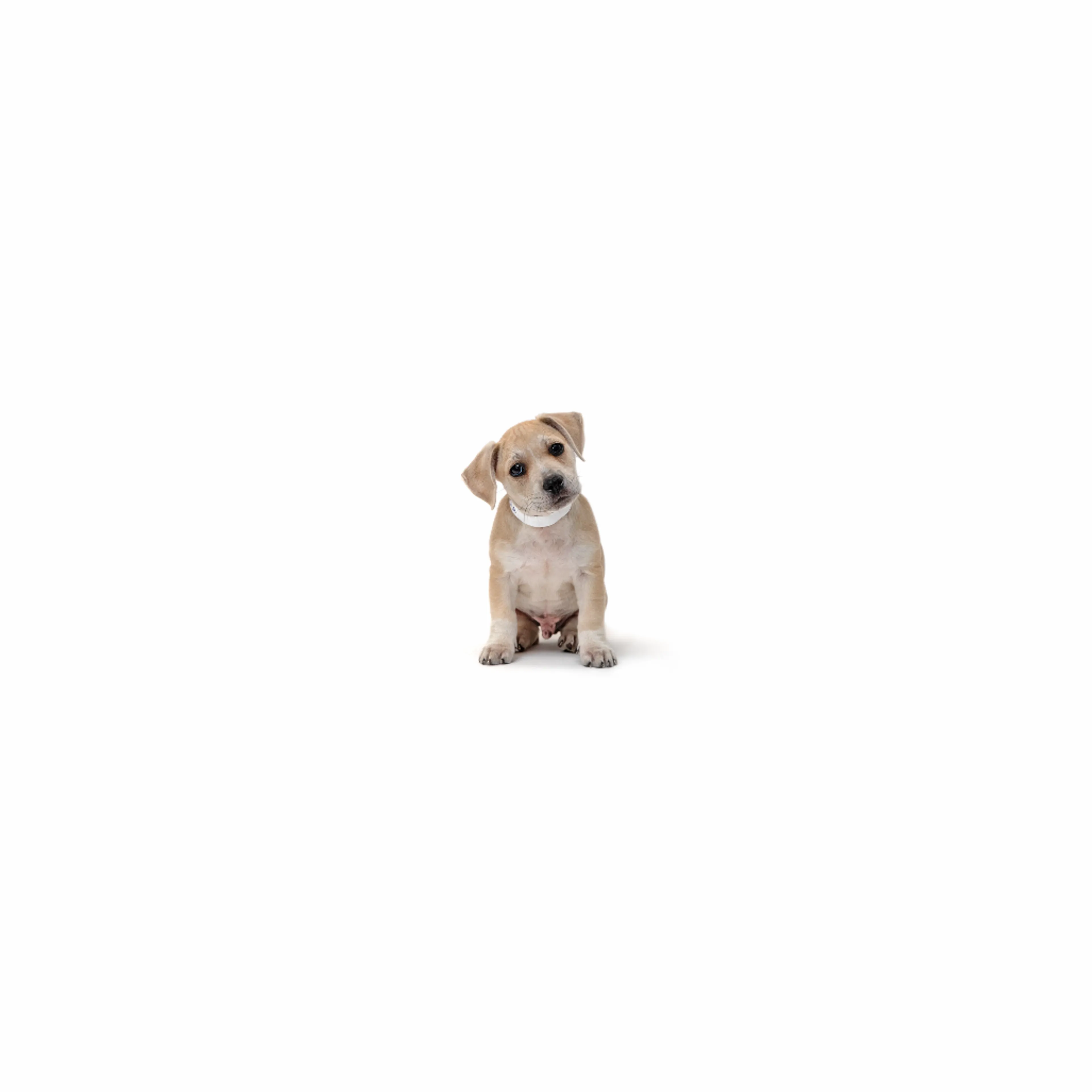 cdn image