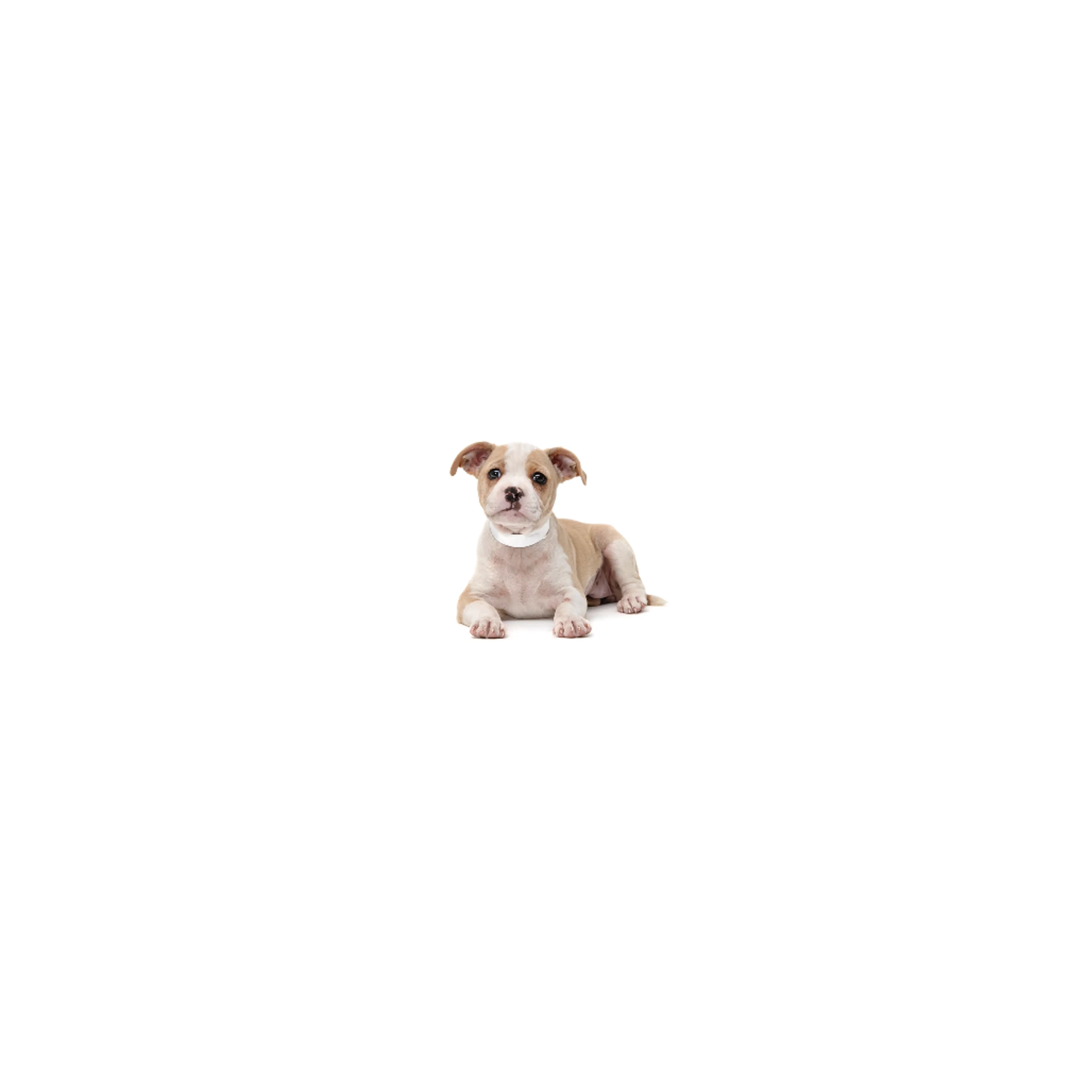 cdn image