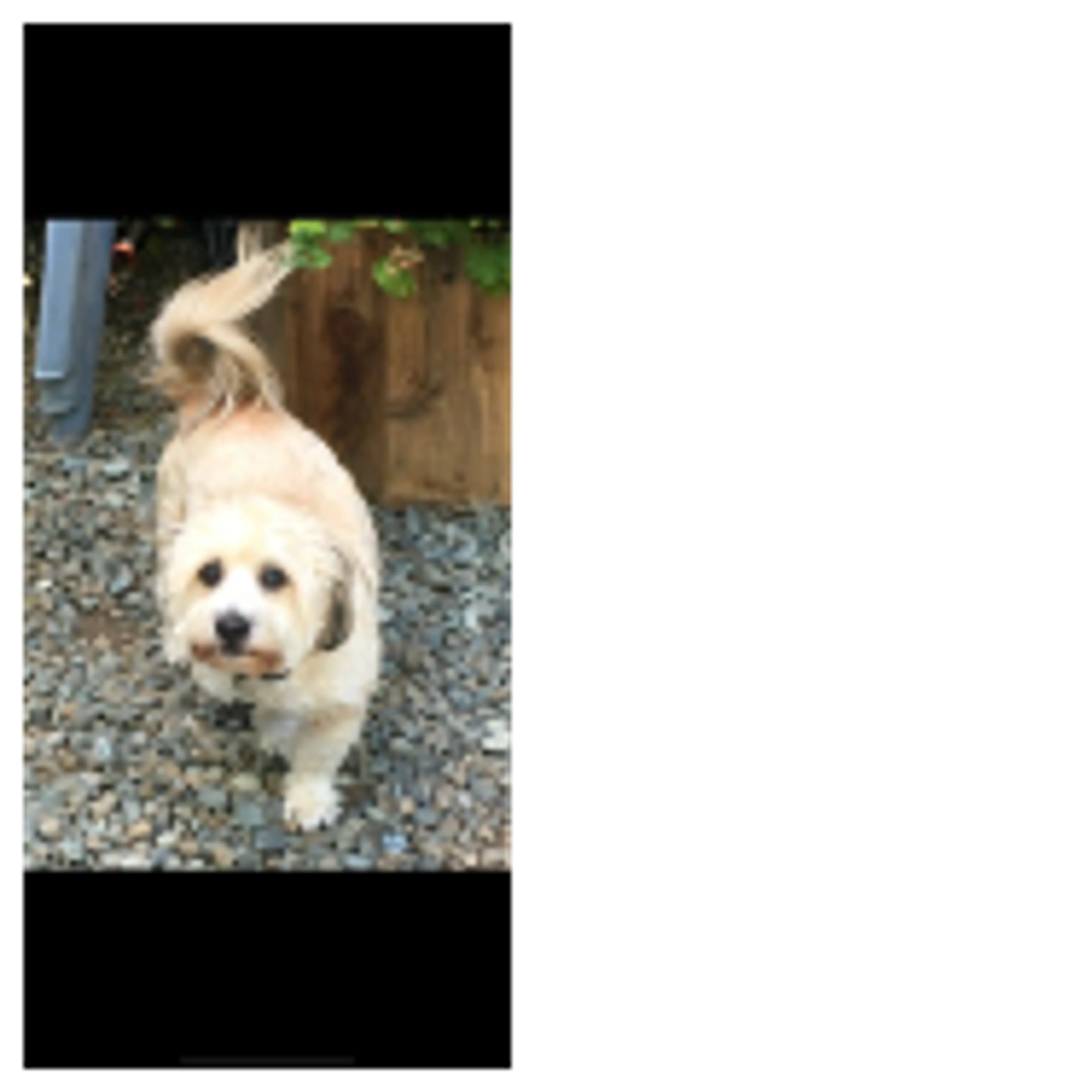 cdn image