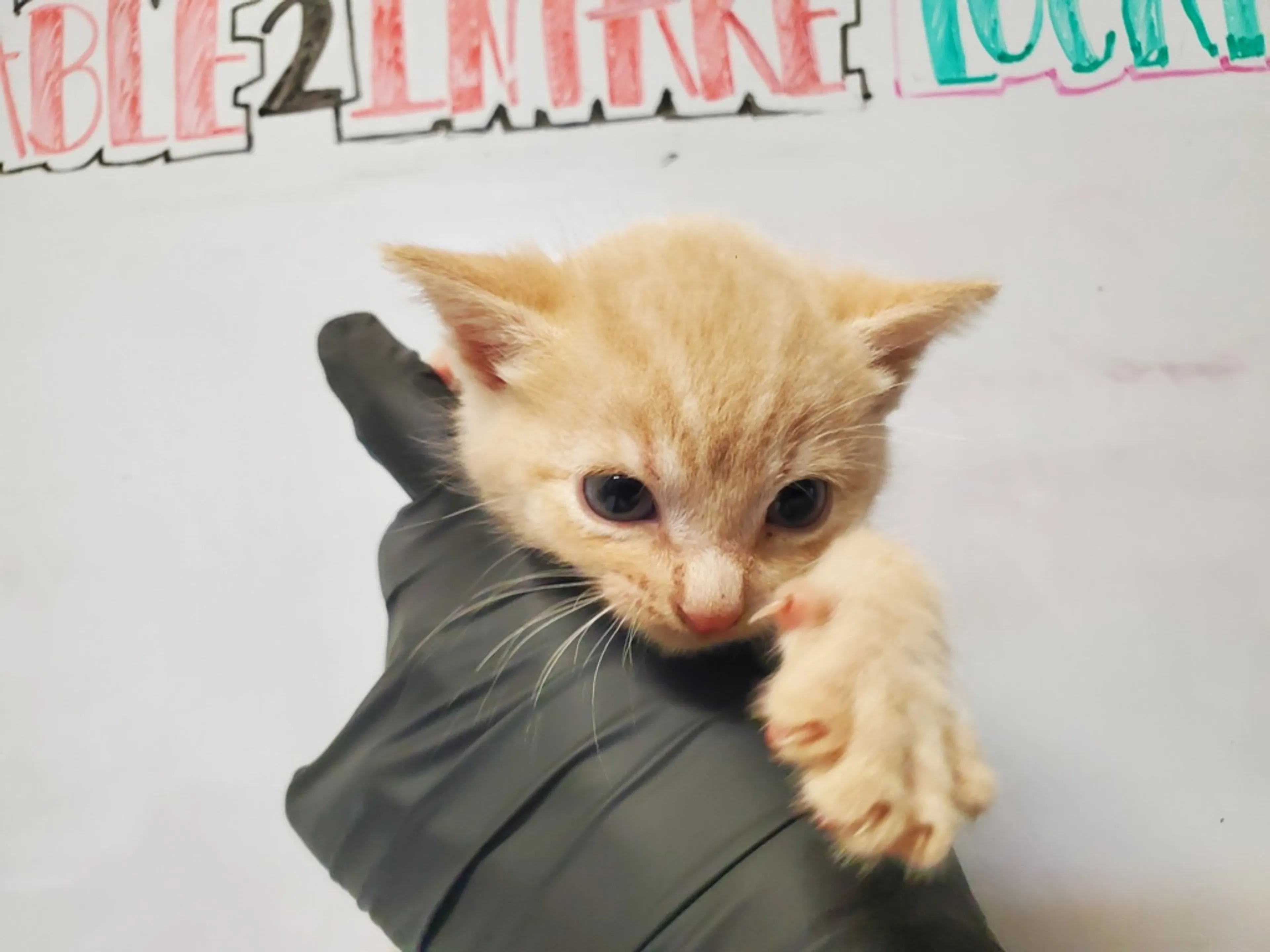 cdn image