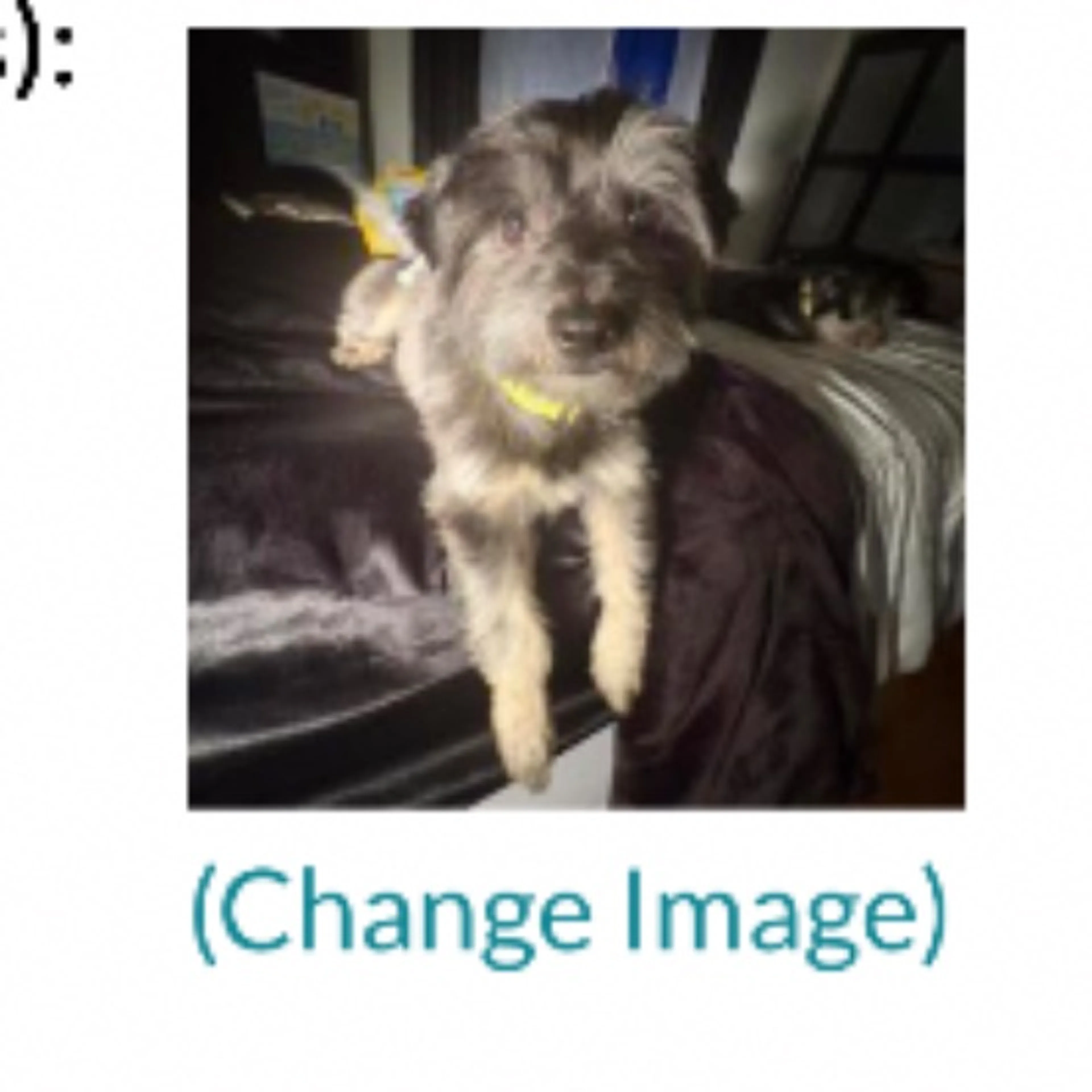 cdn image