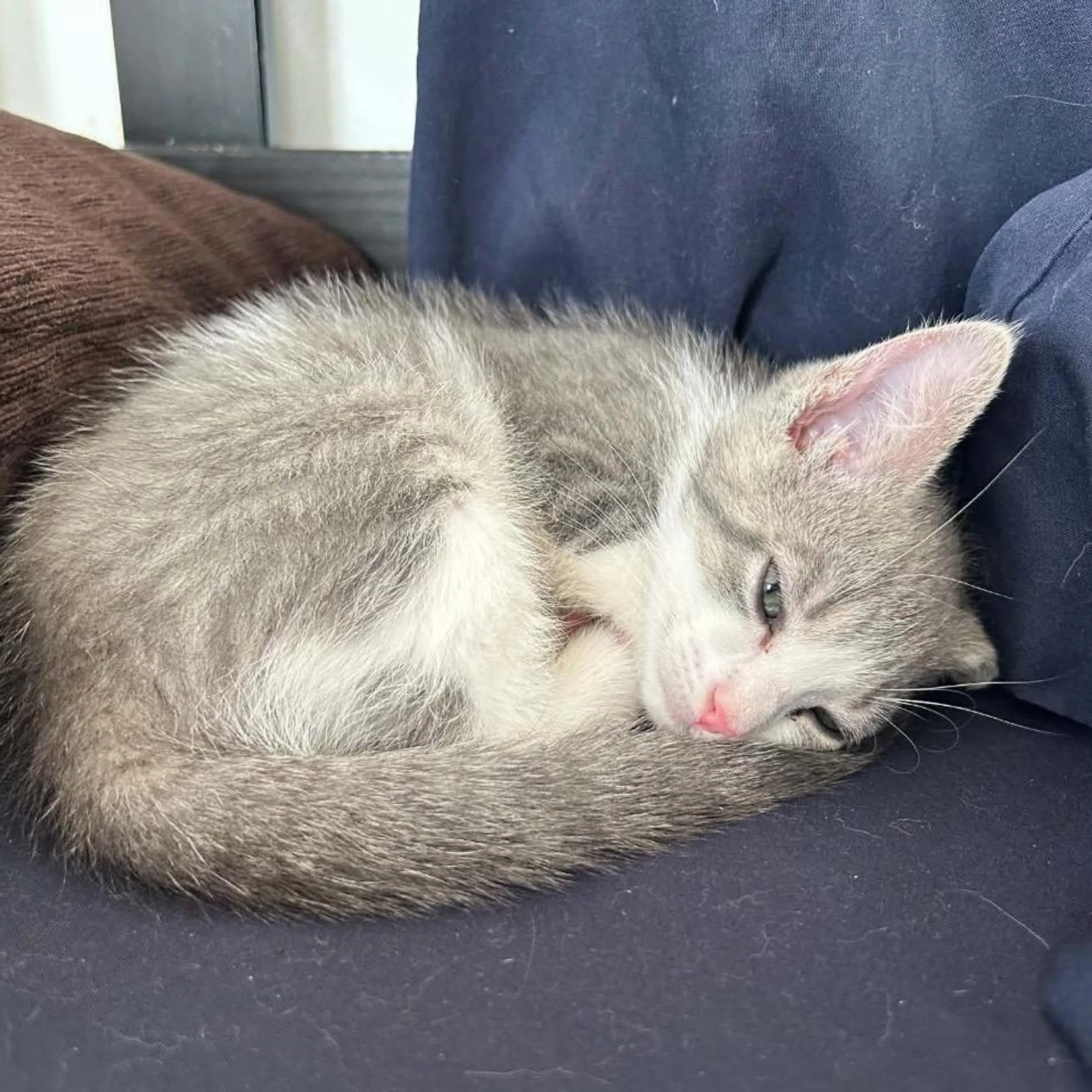 cdn image
