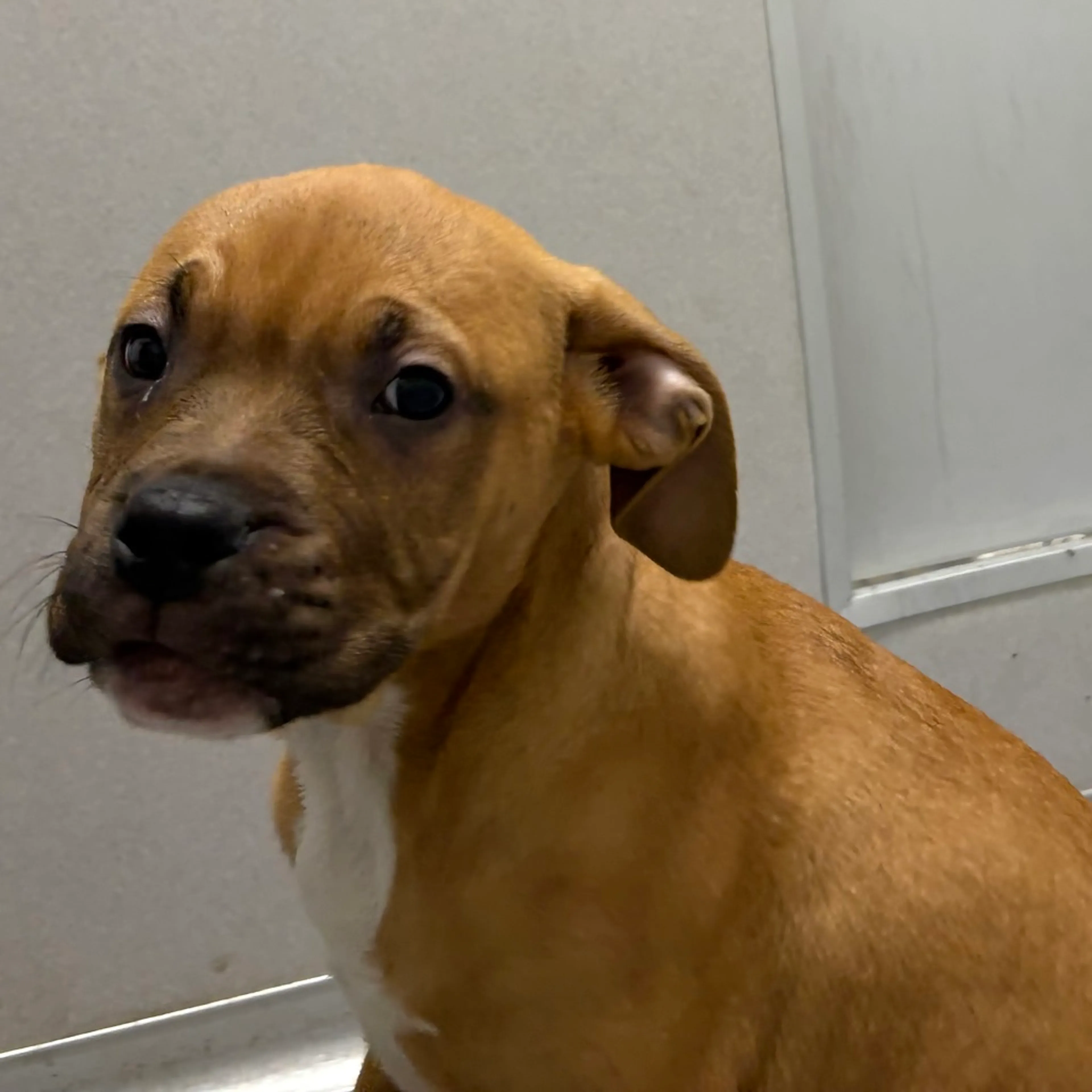 cdn image
