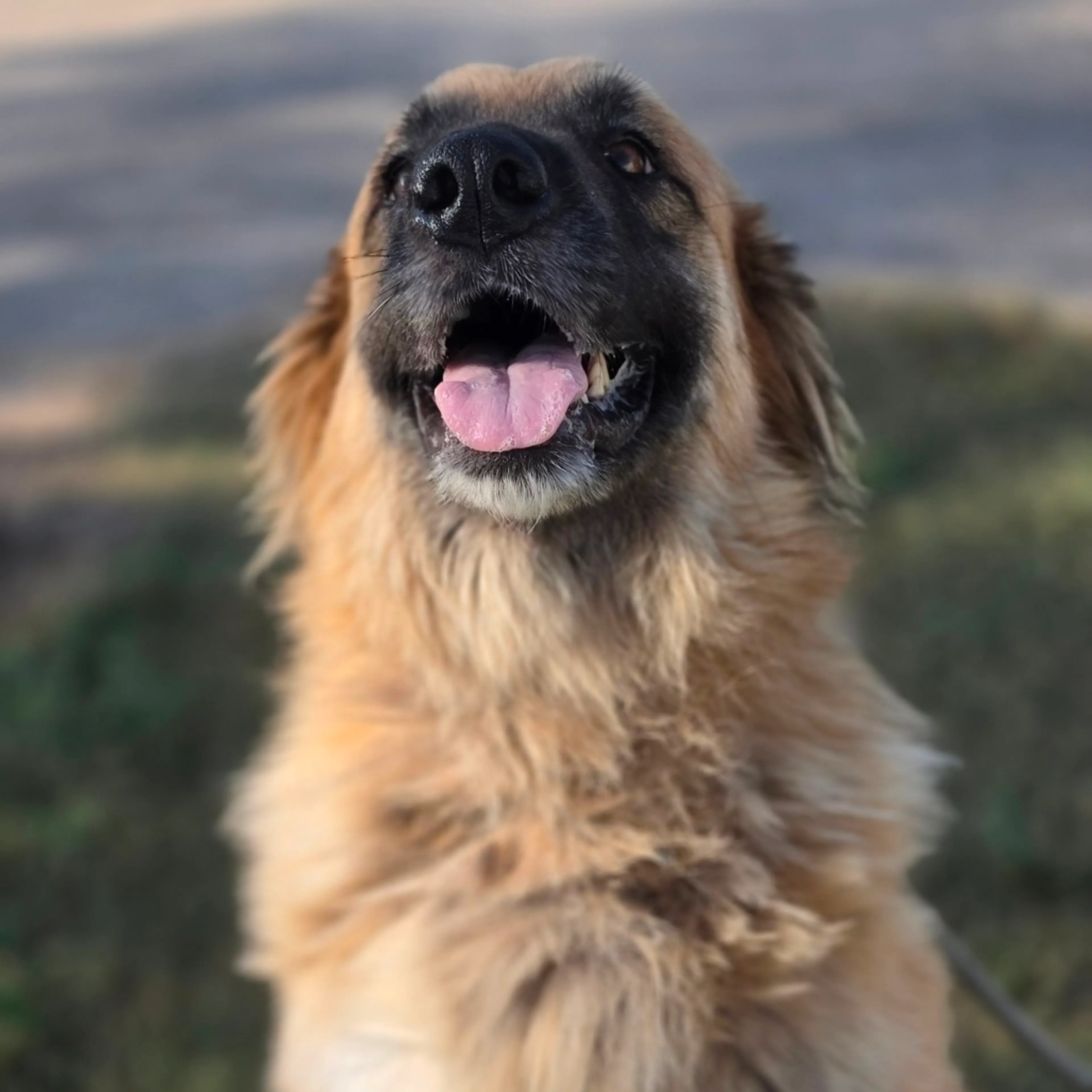 cdn image