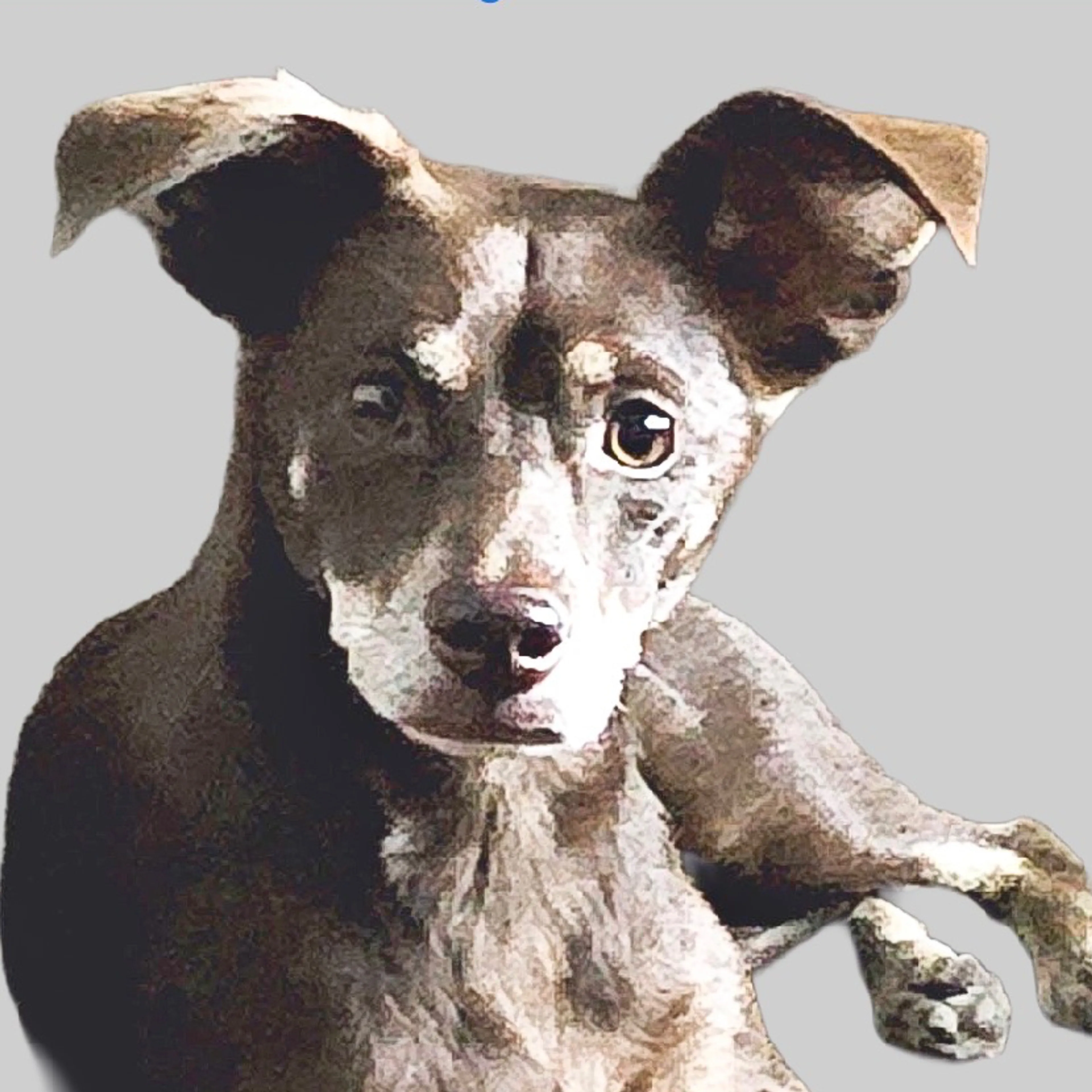 cdn image