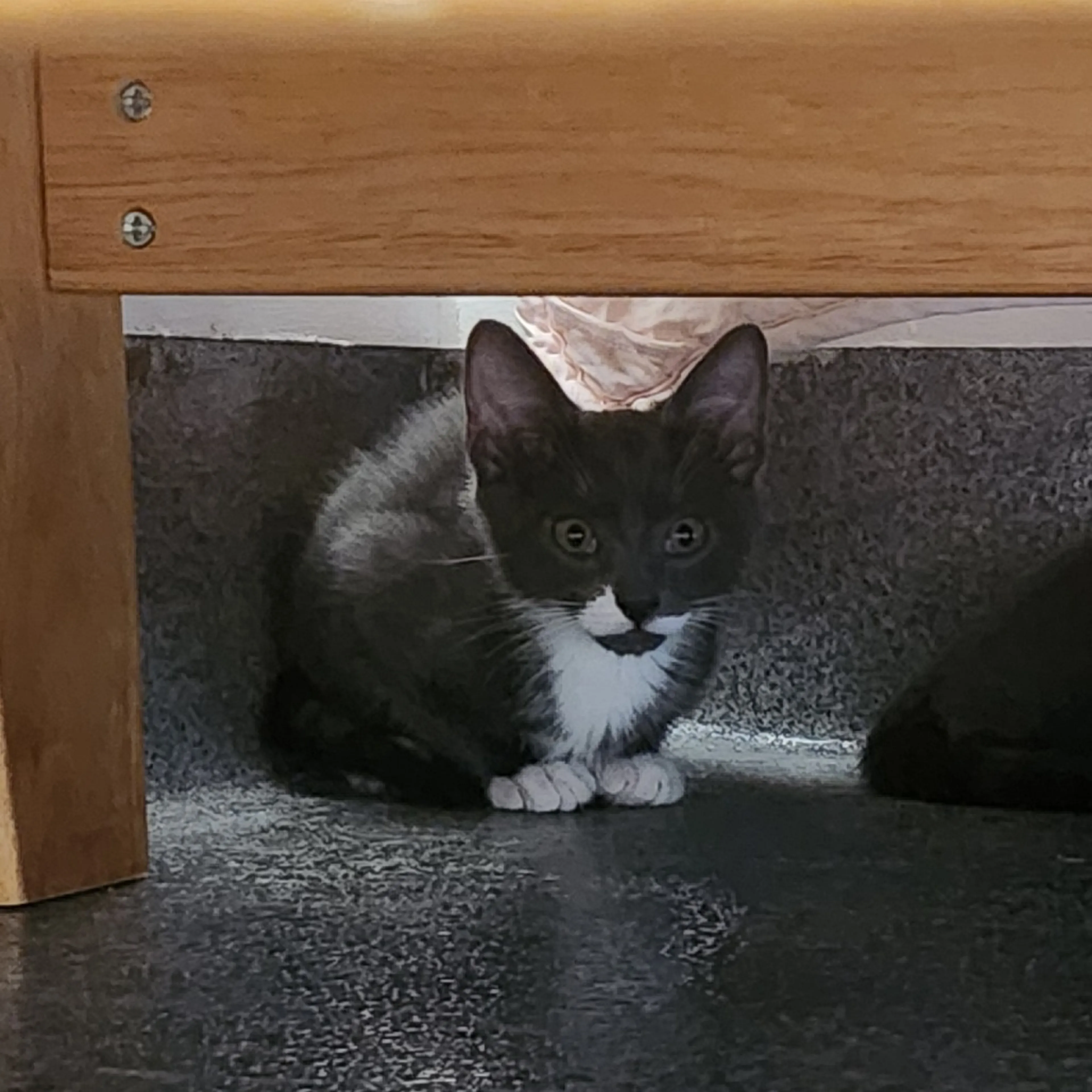cdn image