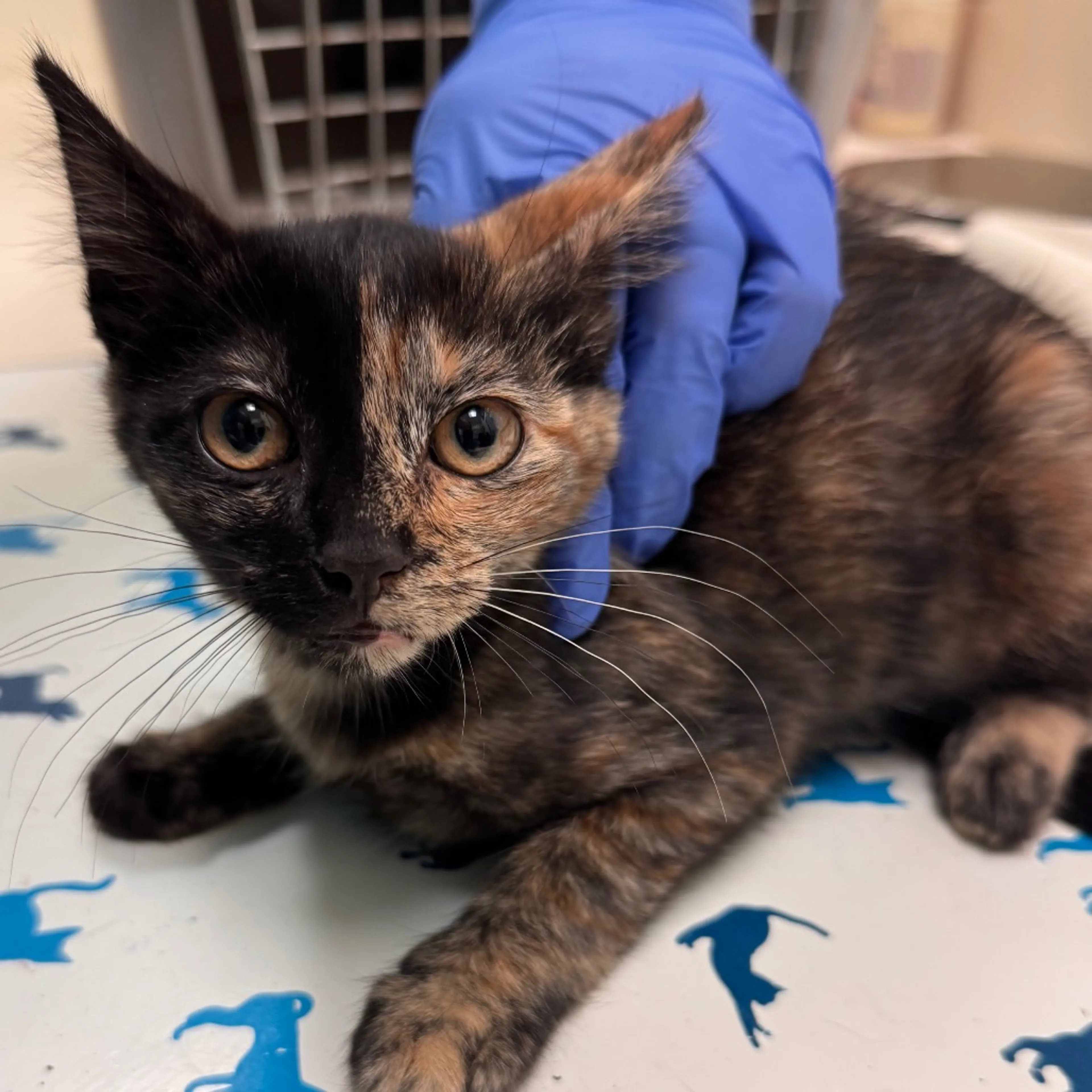 cdn image