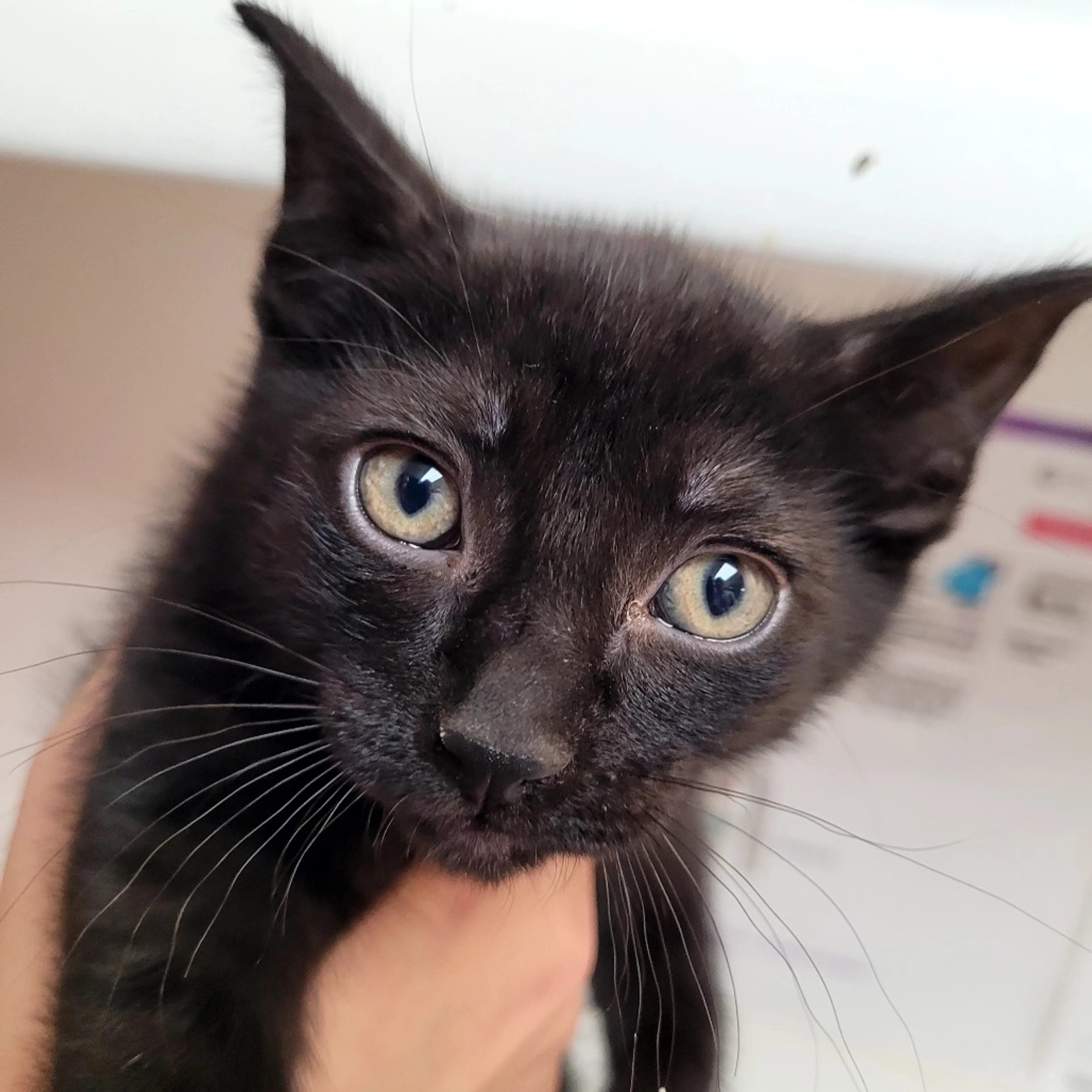cdn image