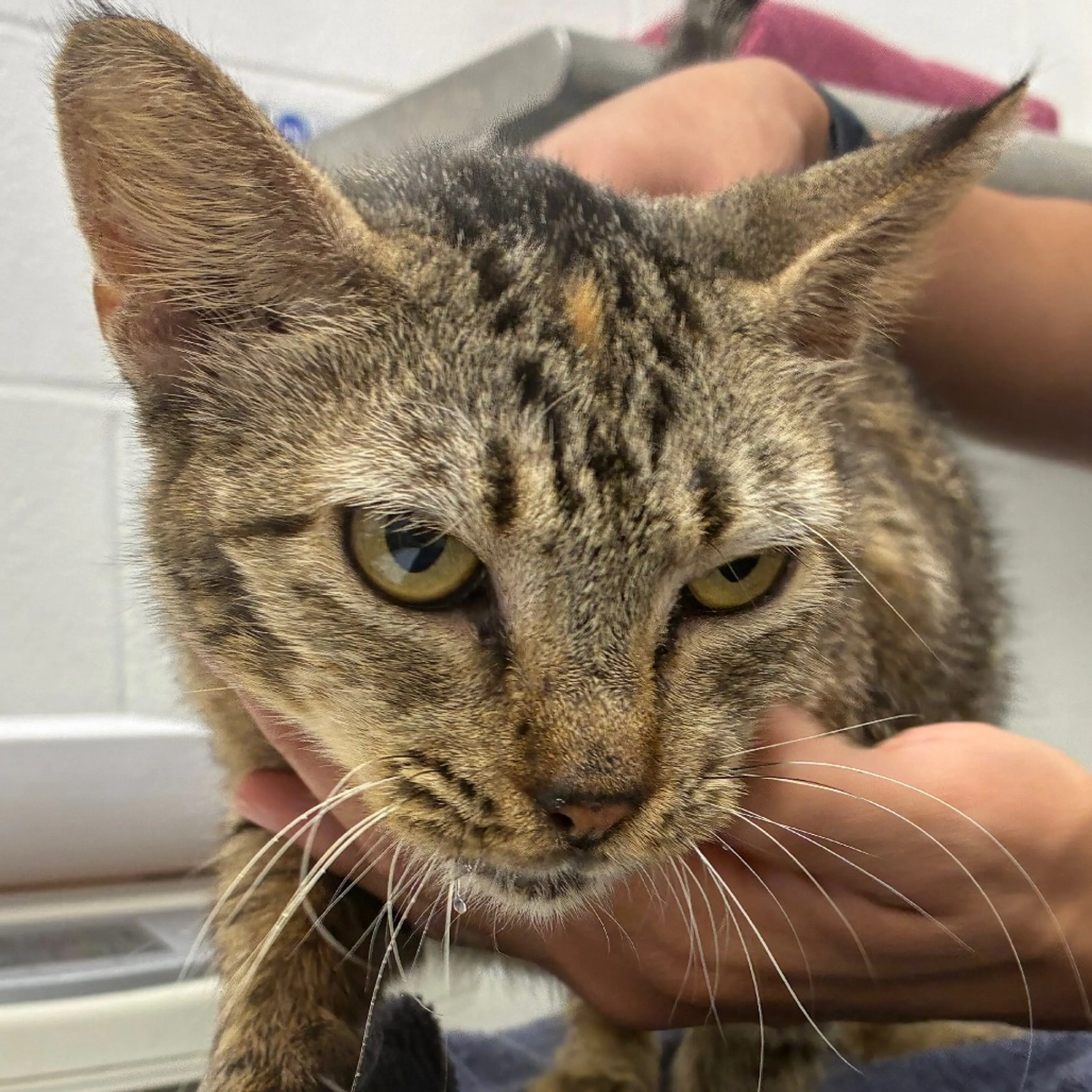 cdn image