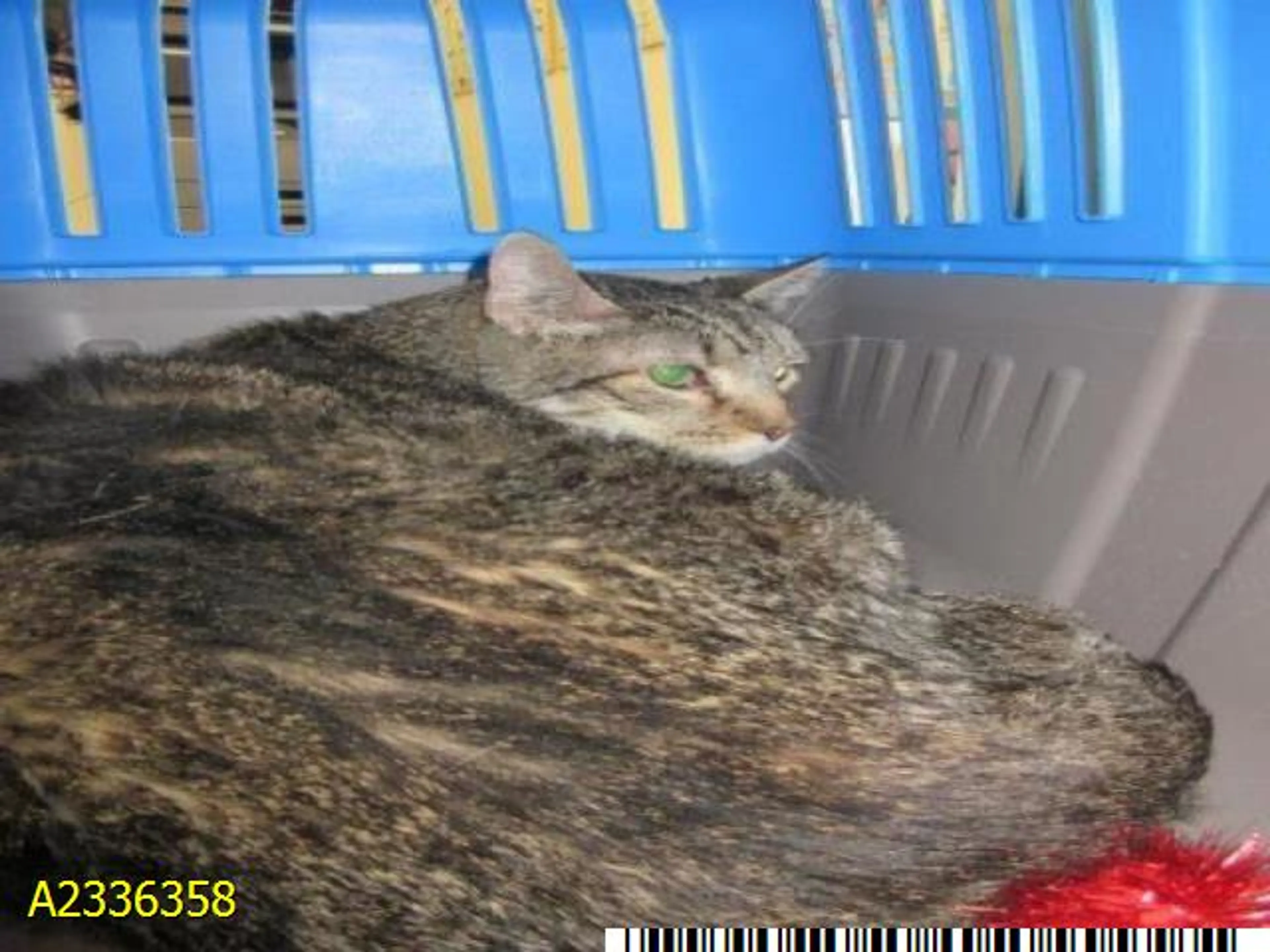 cdn image