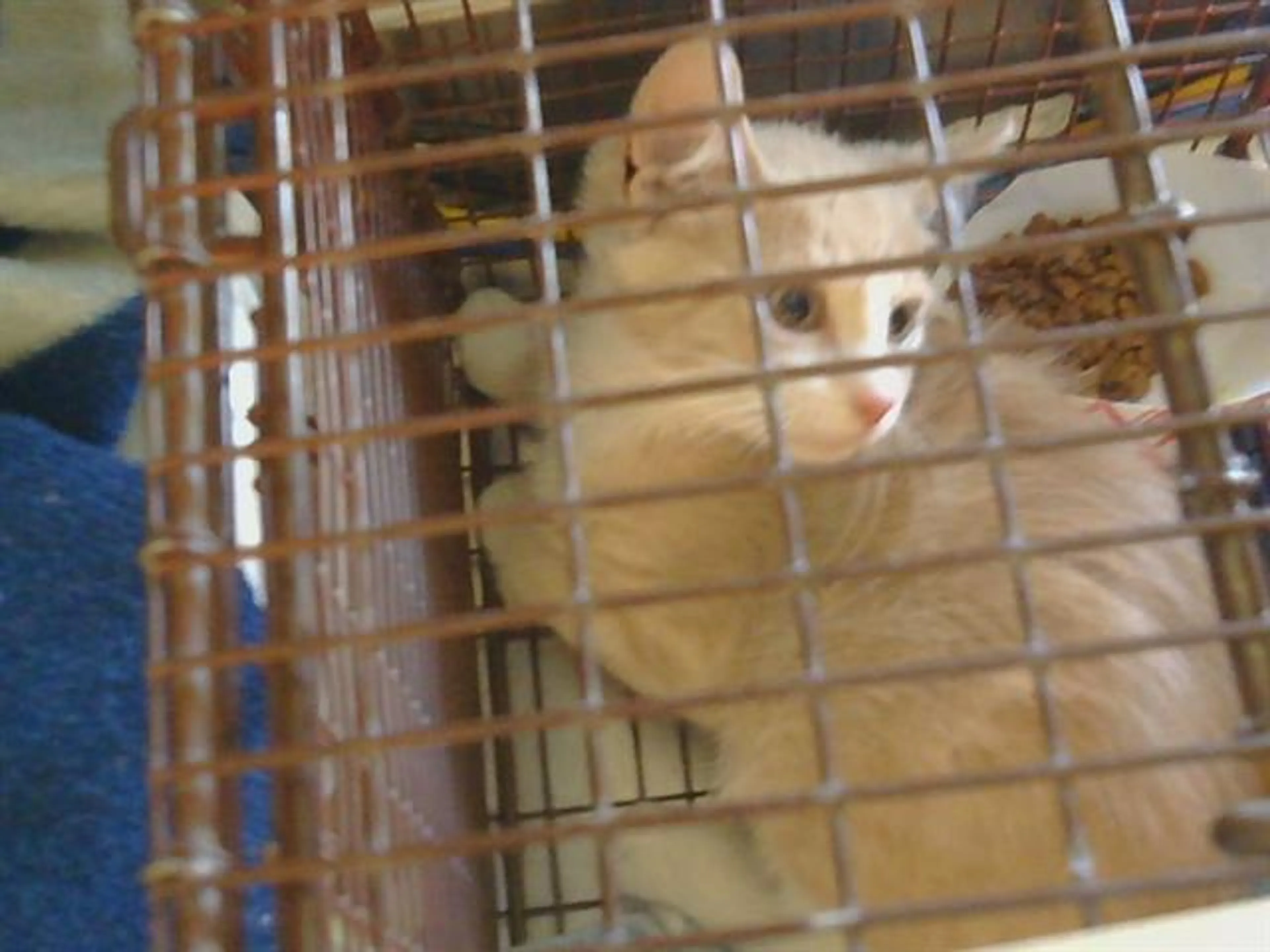 cdn image