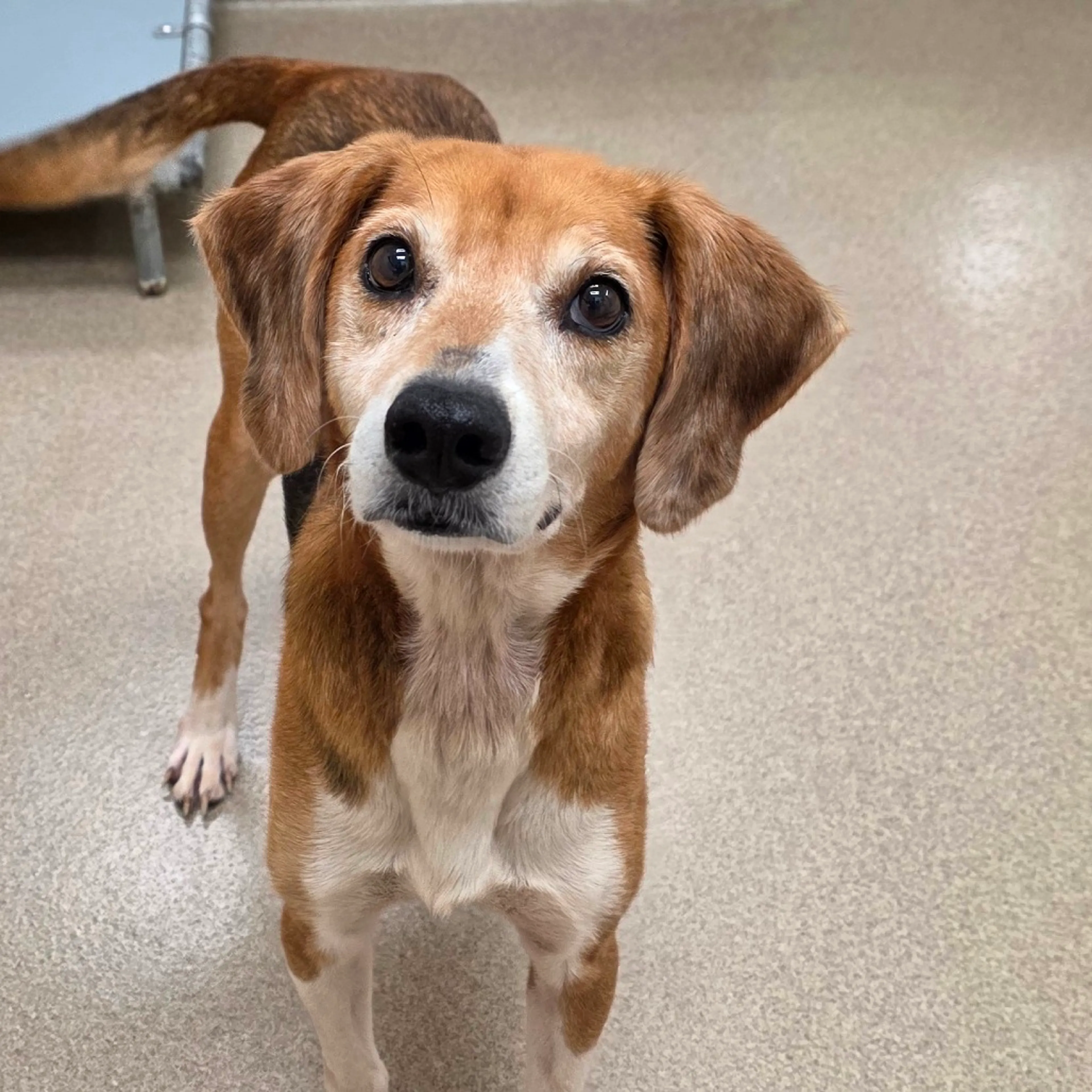 cdn image