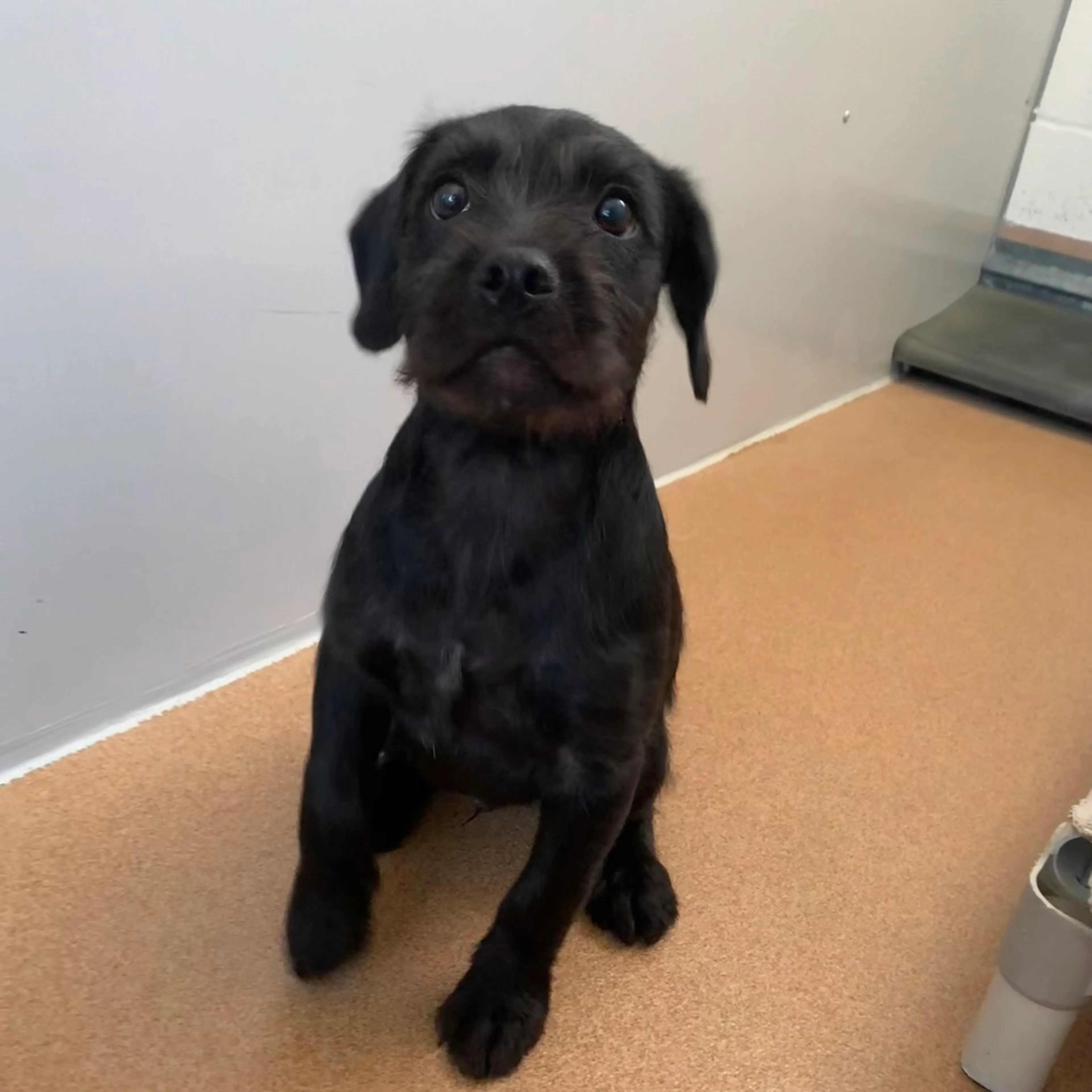 cdn image