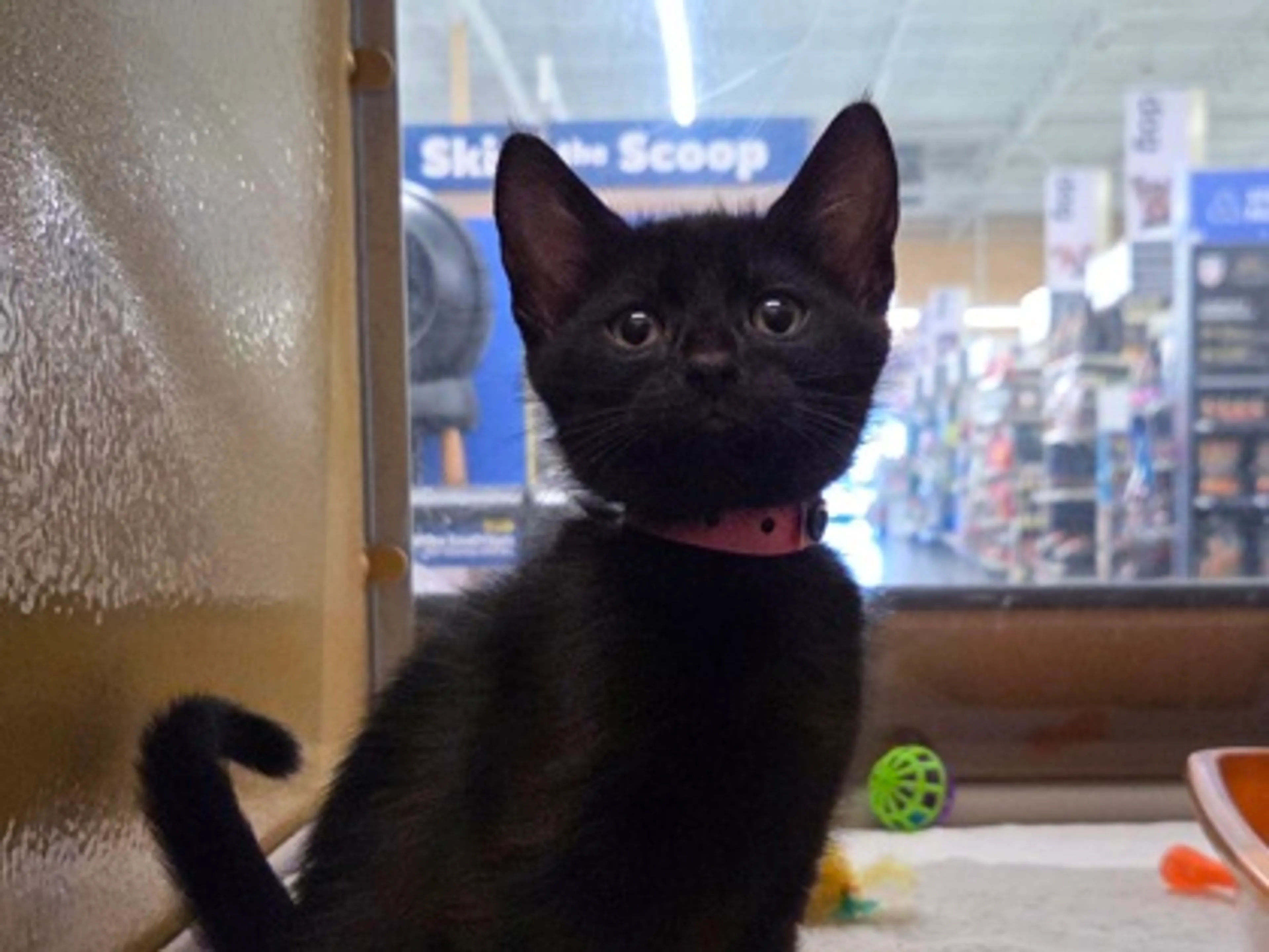 cdn image