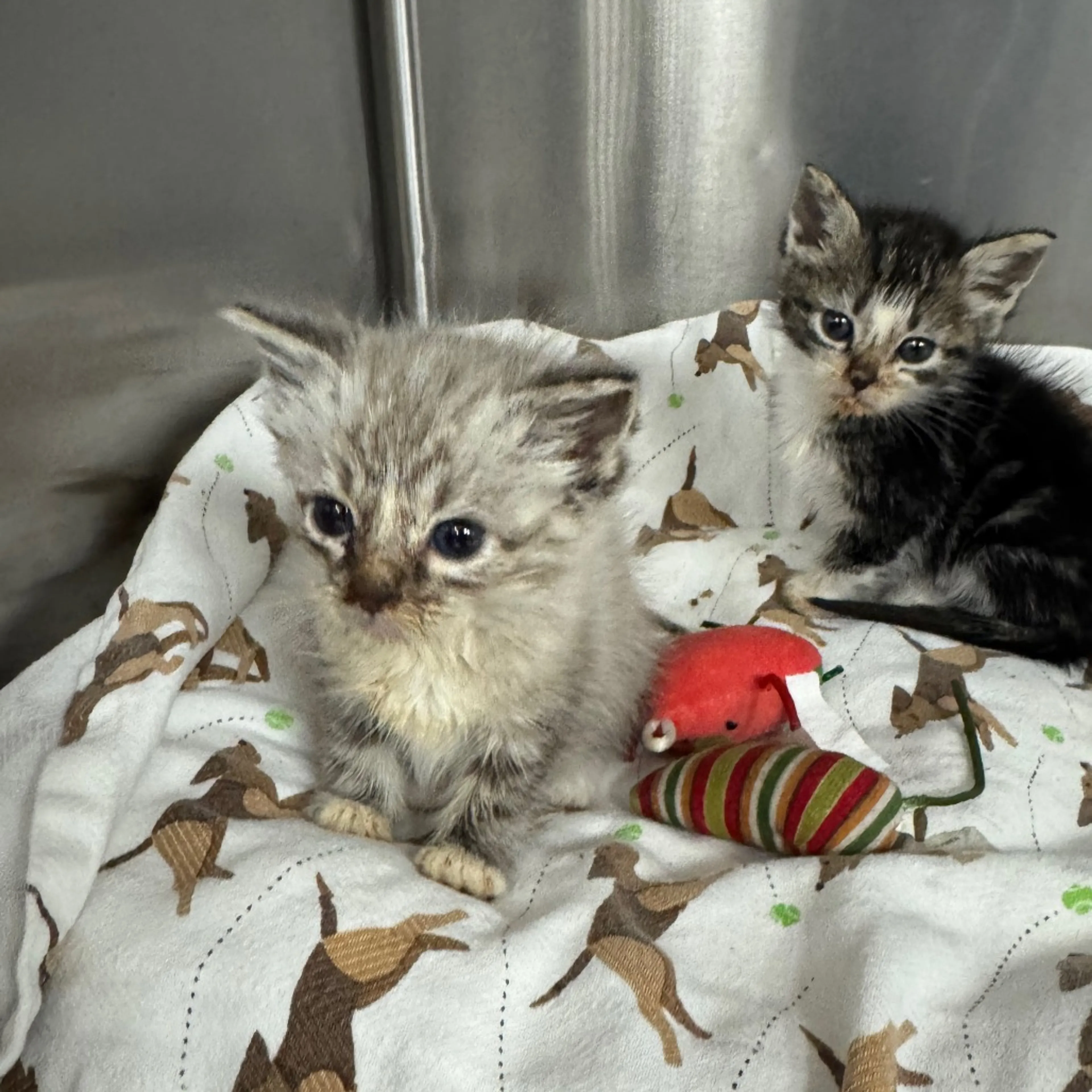 -2