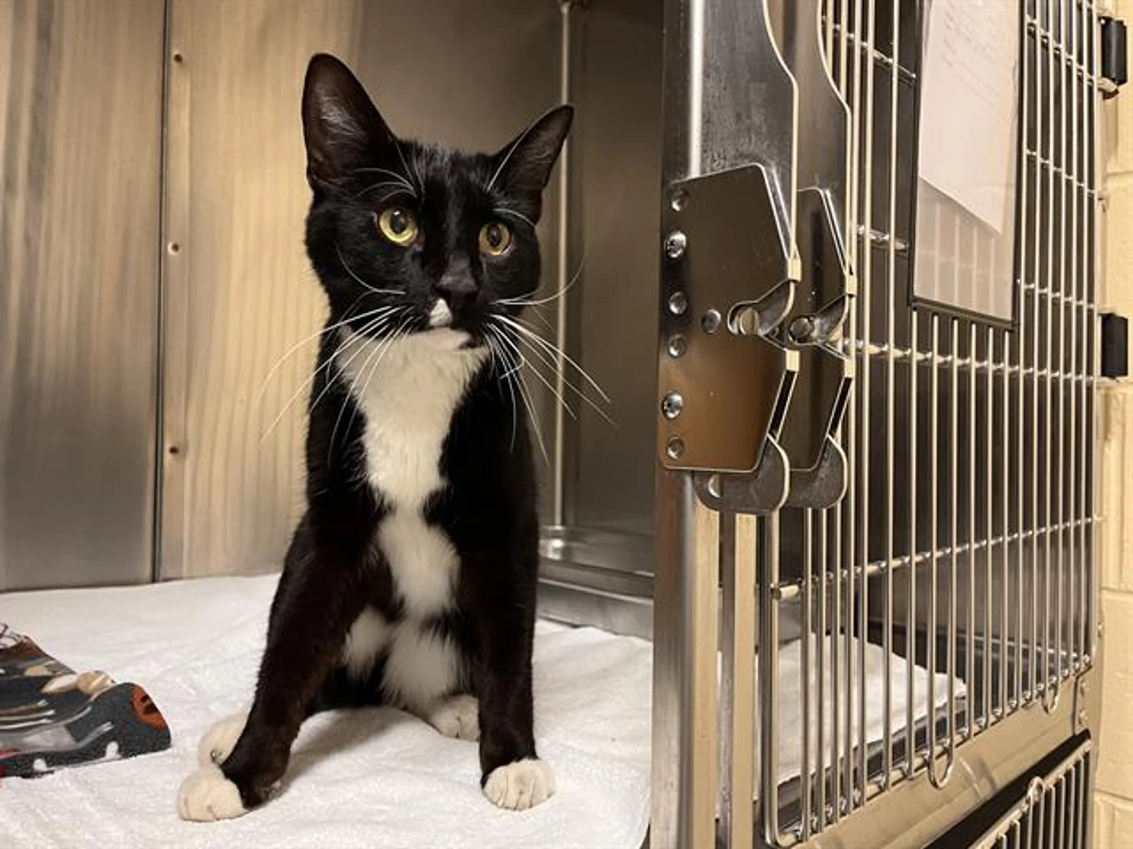 cdn image