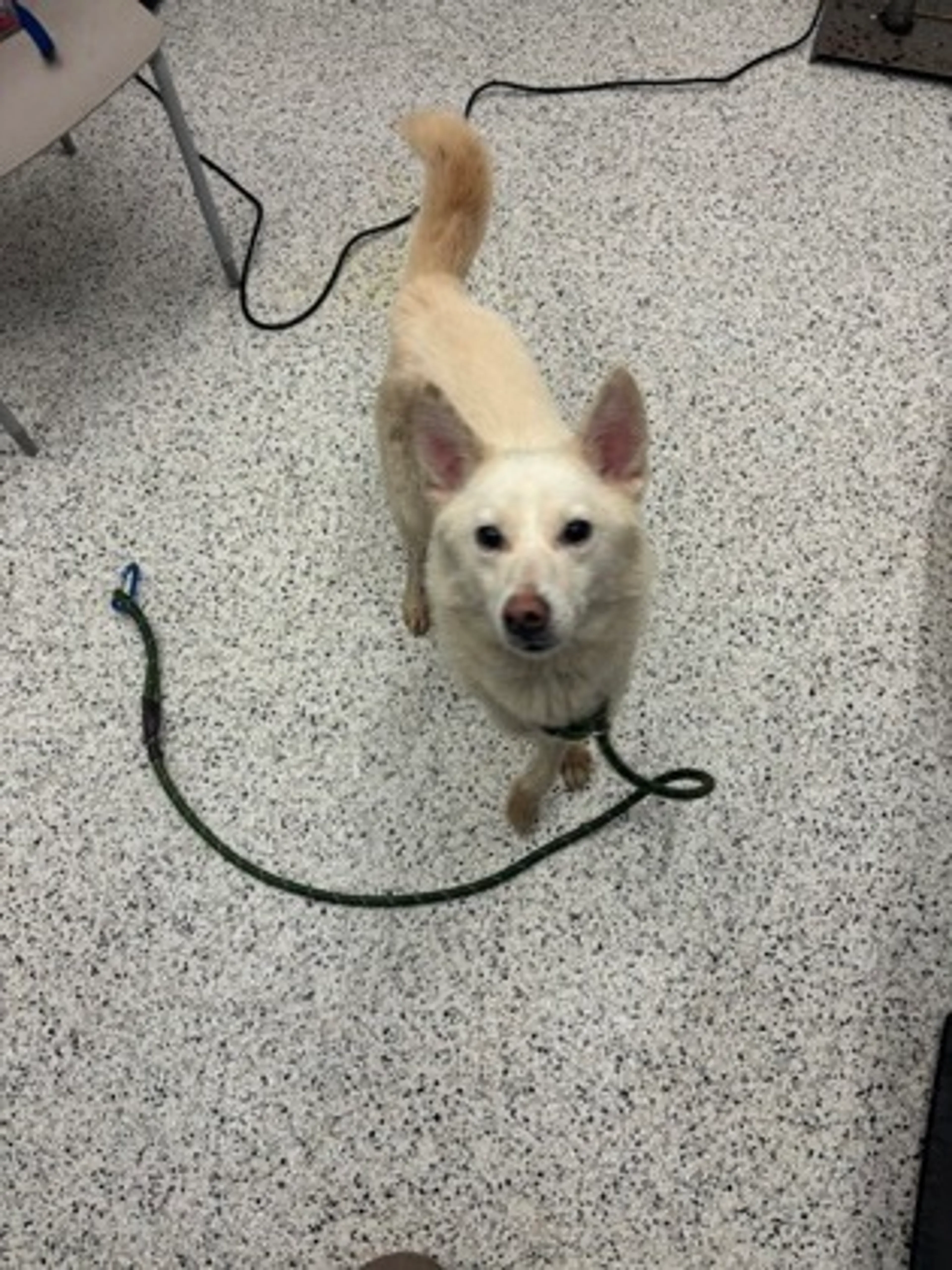cdn image
