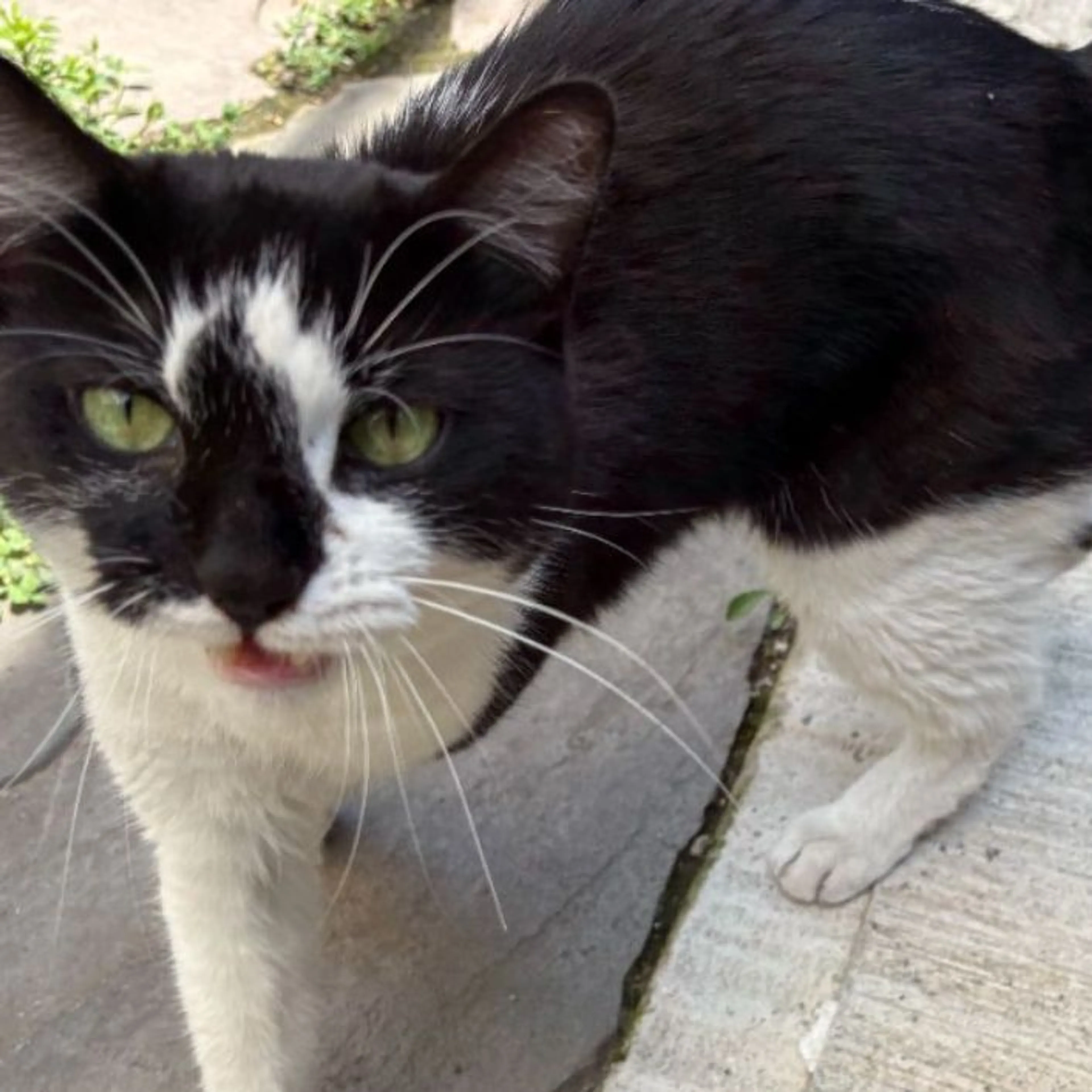 cdn image