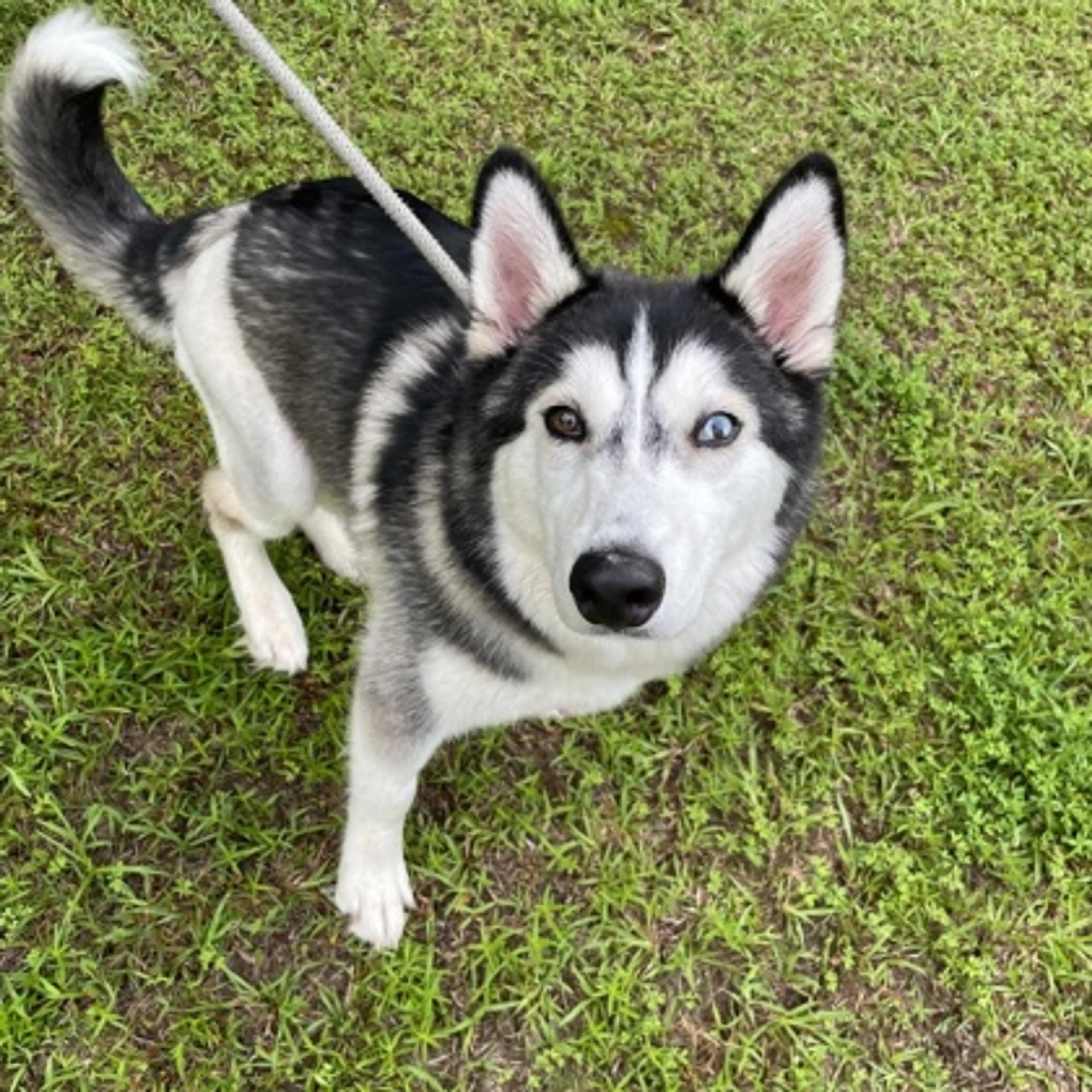 cdn image