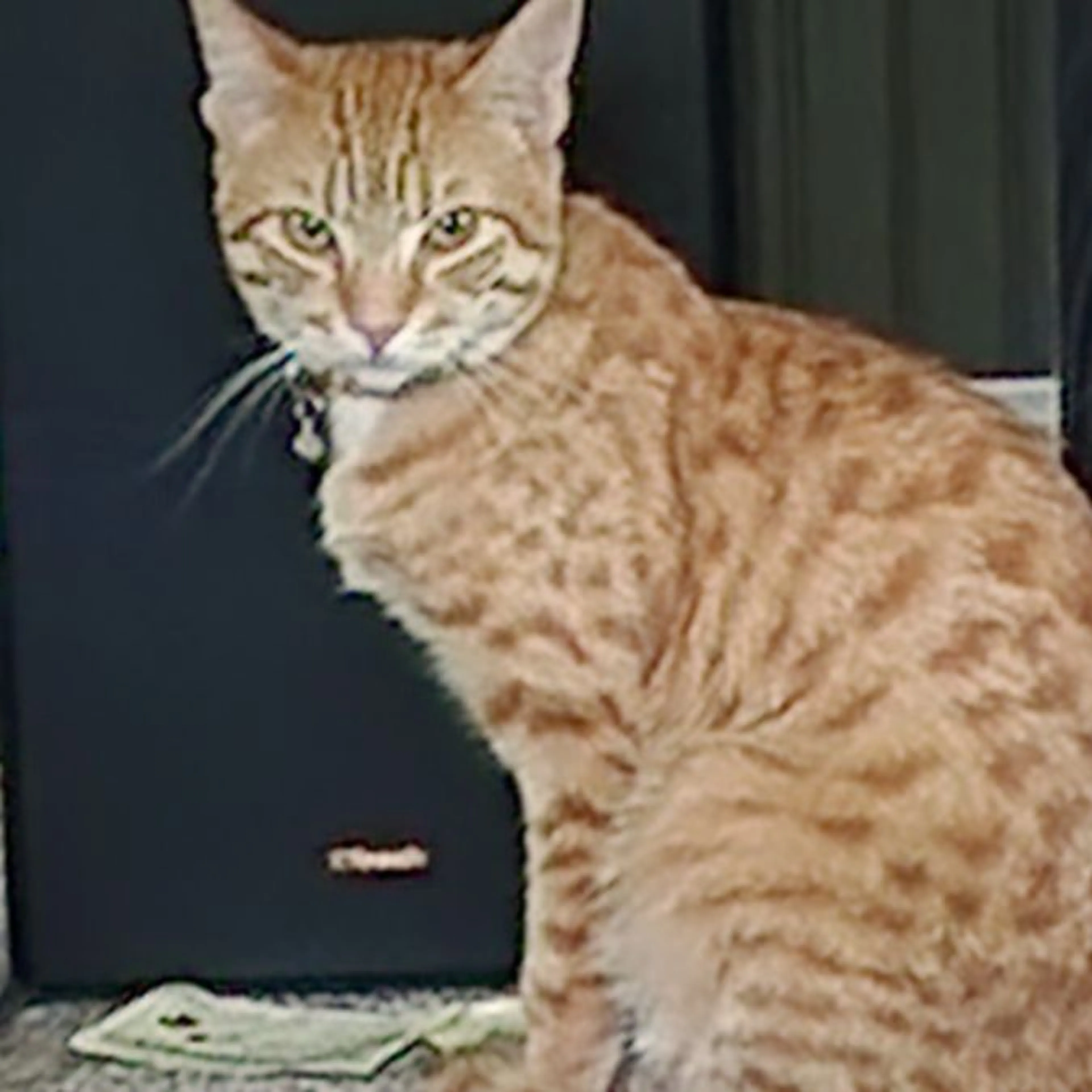 cdn image
