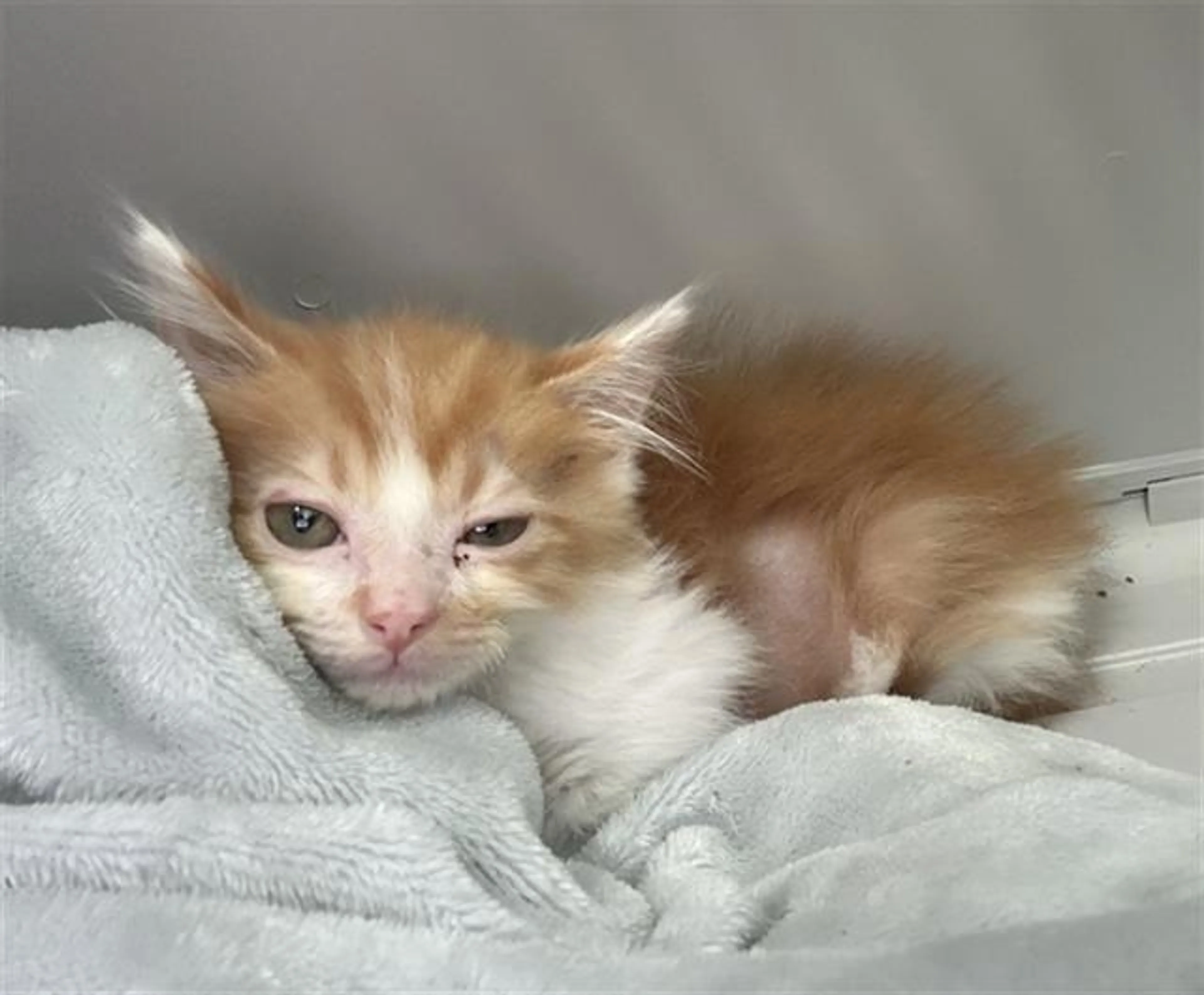 cdn image