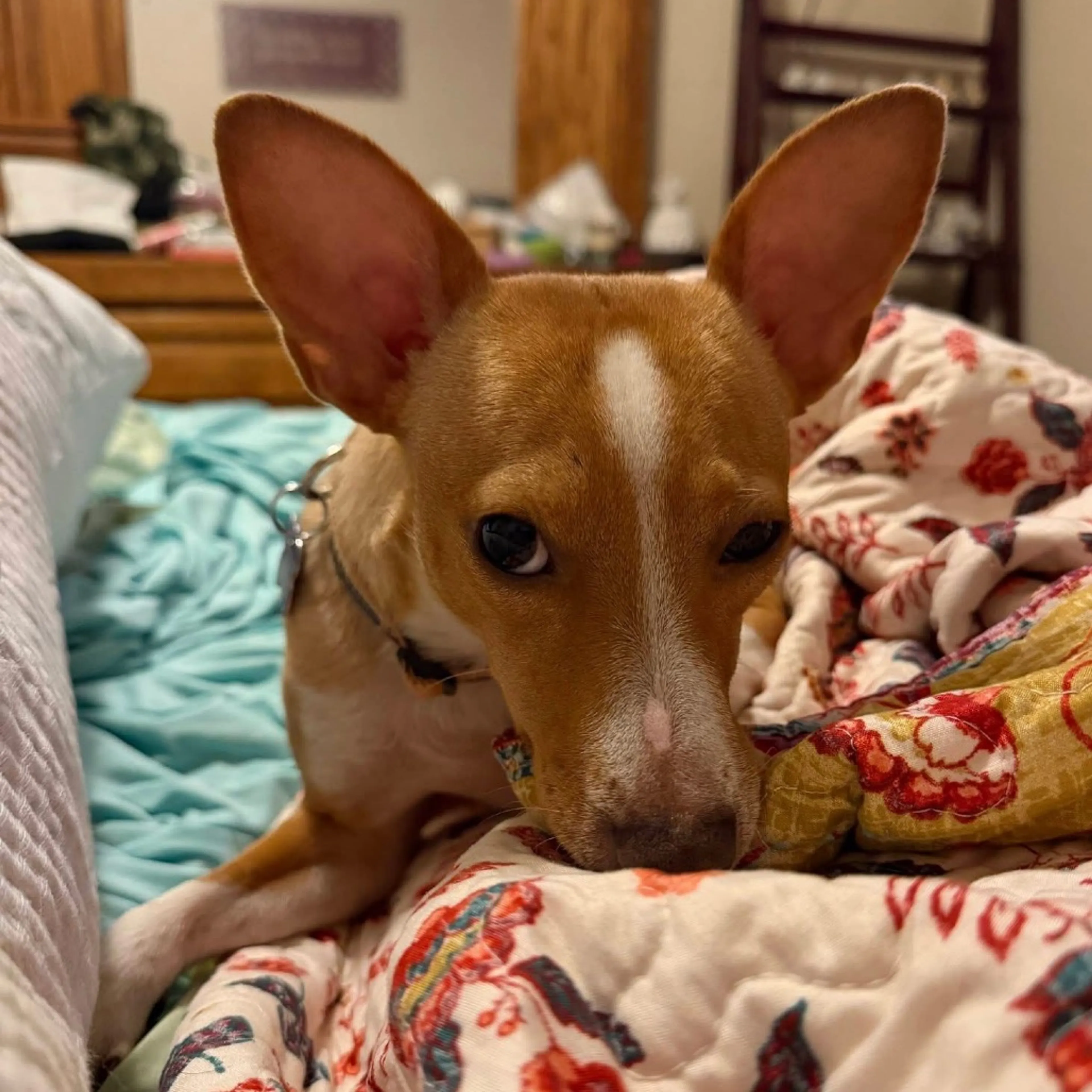 cdn image