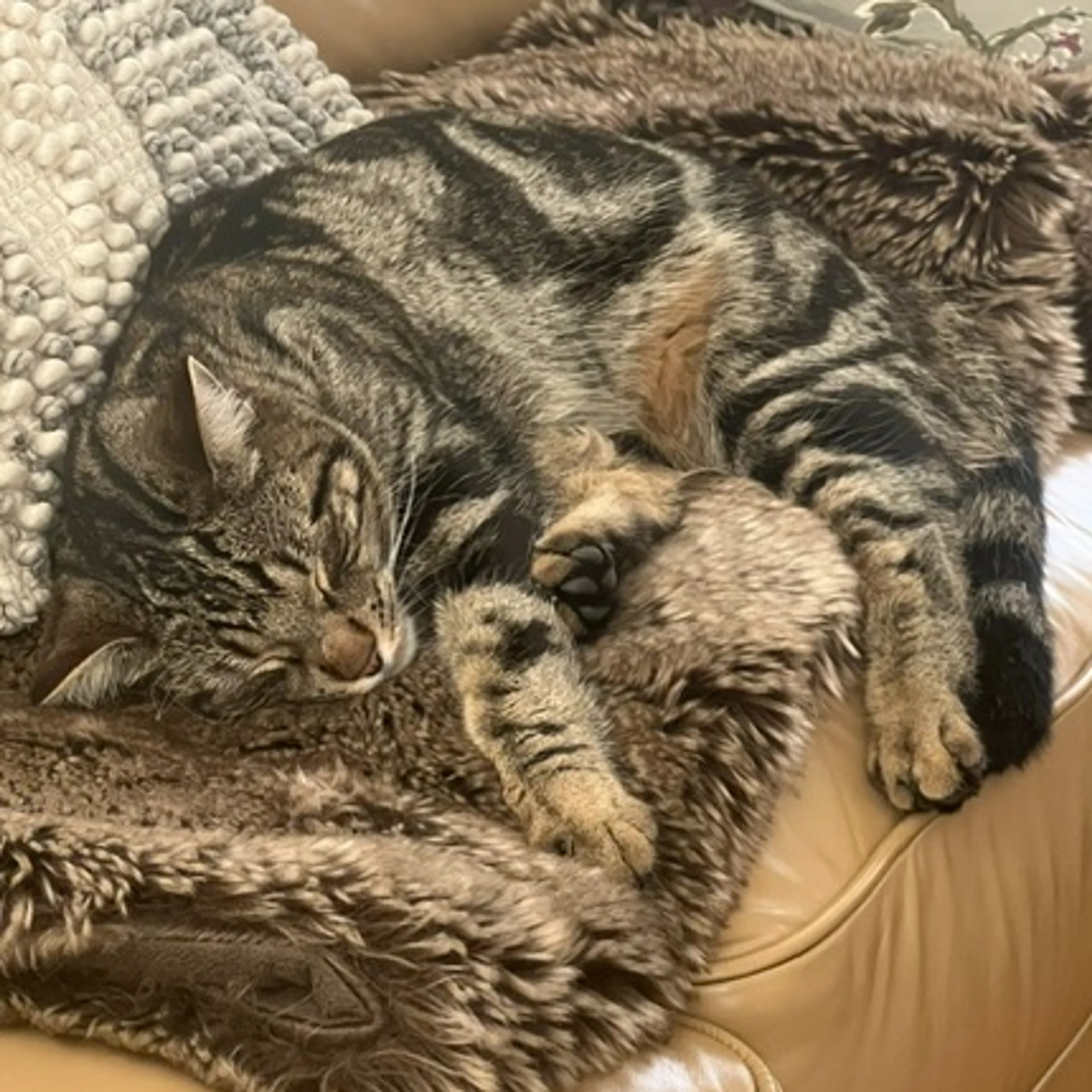 cdn image