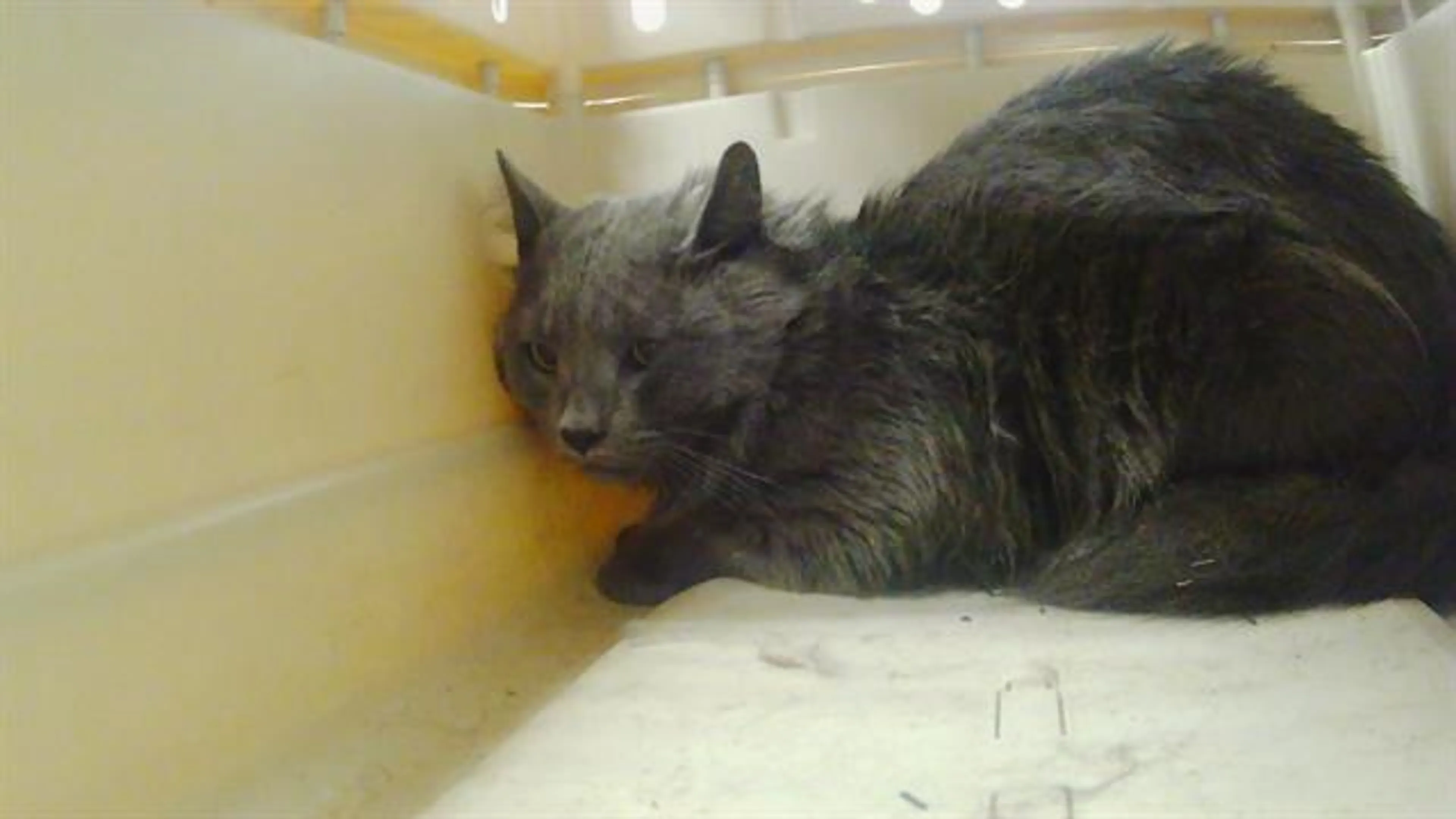 cdn image